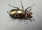 《メタリフェルホソアカ亜種サンギレンシス 25mm ♀単》
