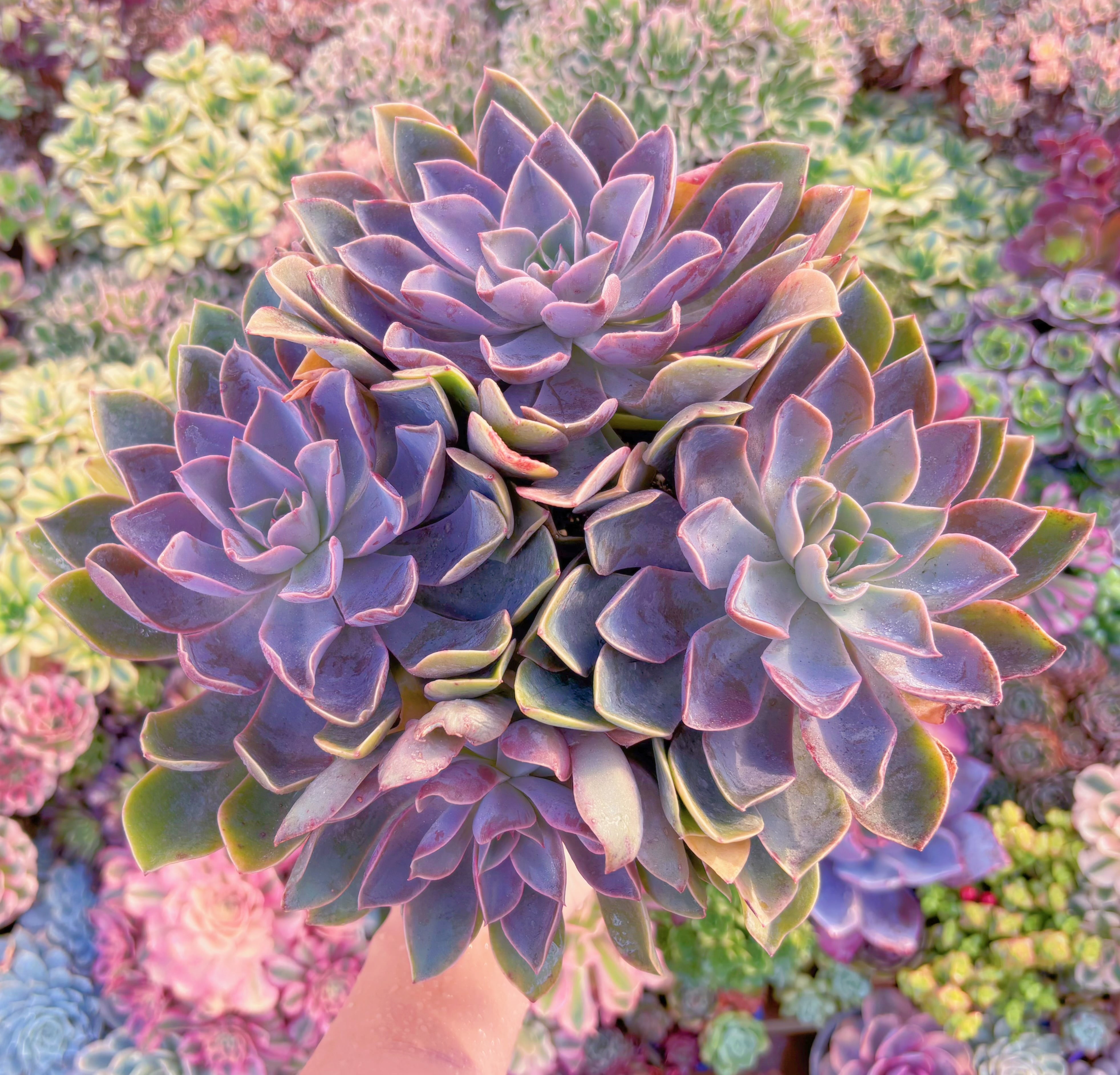 現品　Echeveria Jones#621　特大群生　新入荷　るる農園