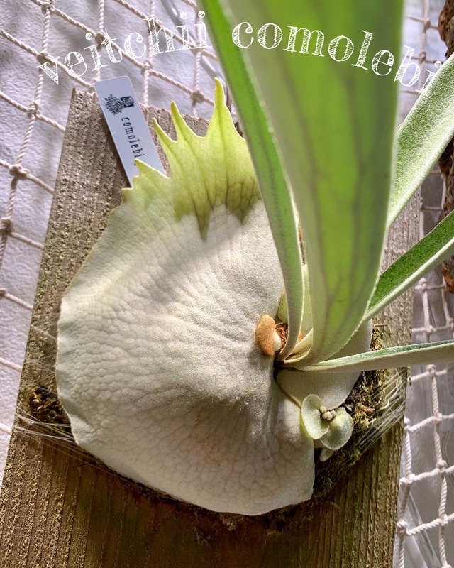 Veitchii Auburnriver