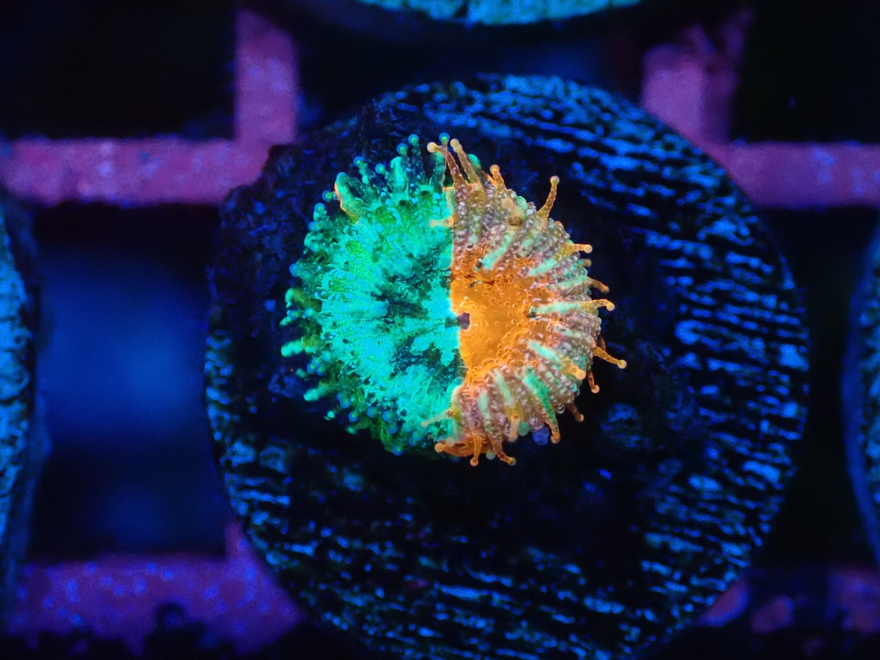 Scolymia Baby "Chimera" 1