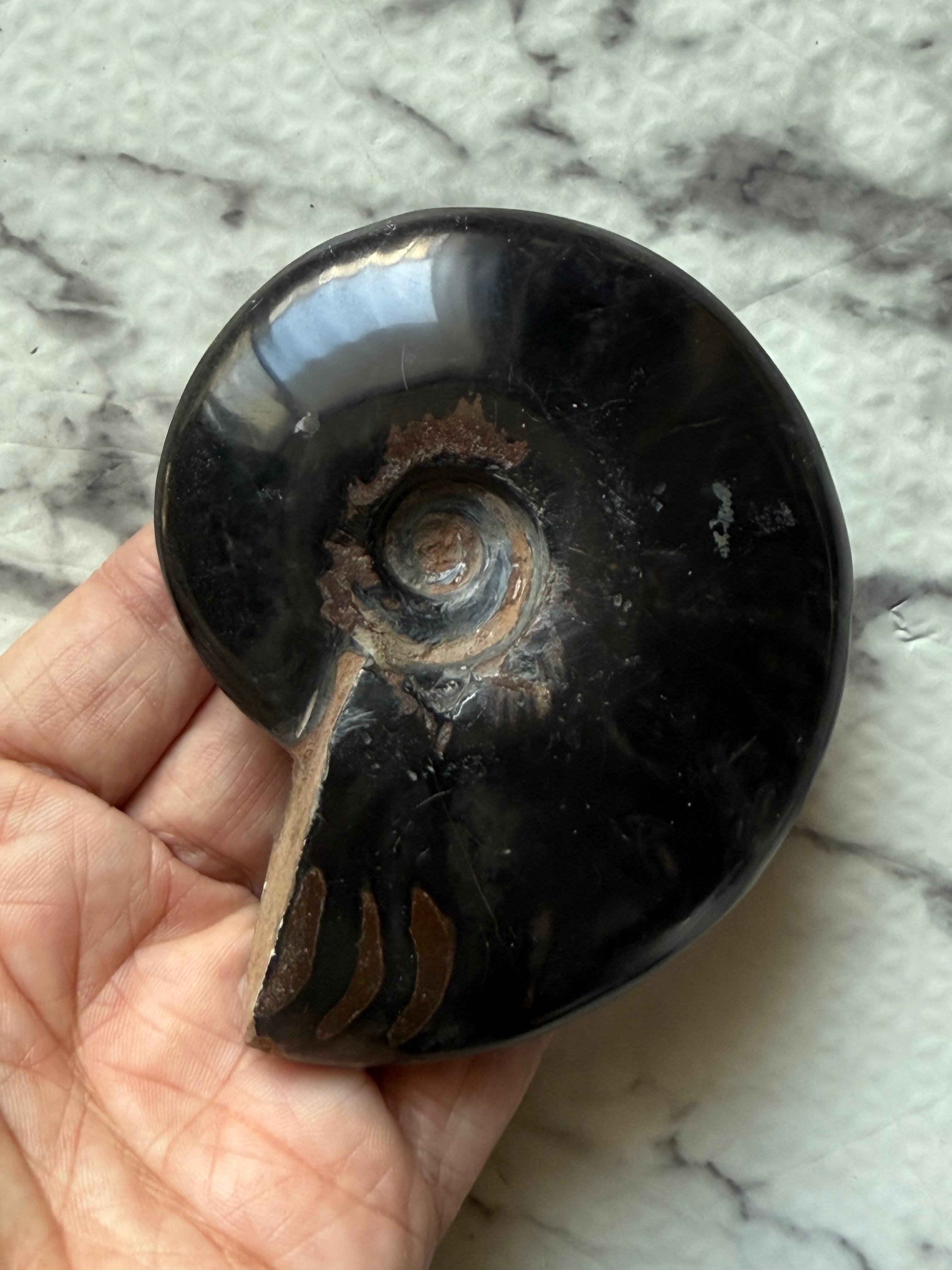 マダガスカル産 ブラックアンモナイト化石 磁力あり | 虹色南瓜石