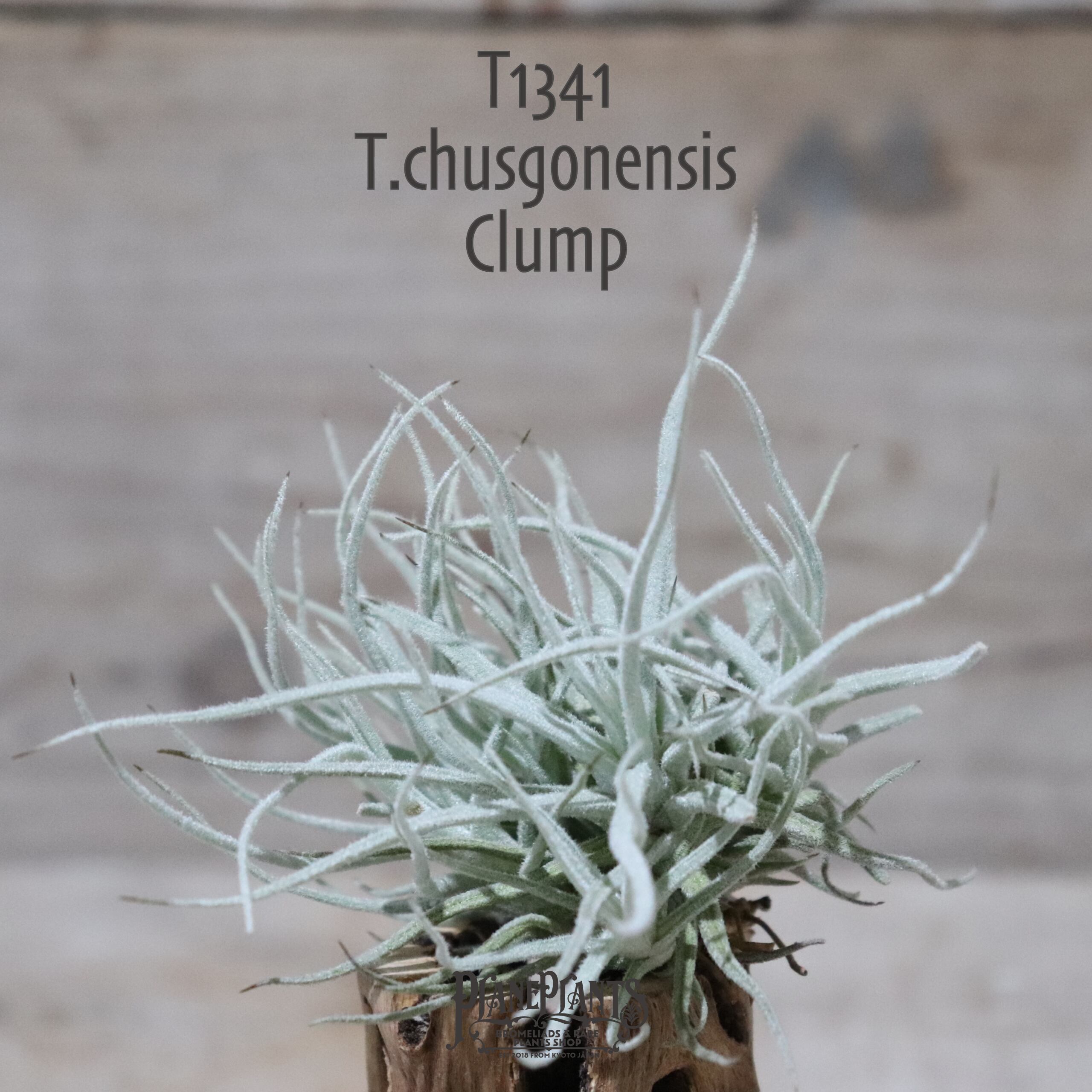 【送料無料】シュスゴネンシス クランプ 〔エアプランツ〕現品発送T1341