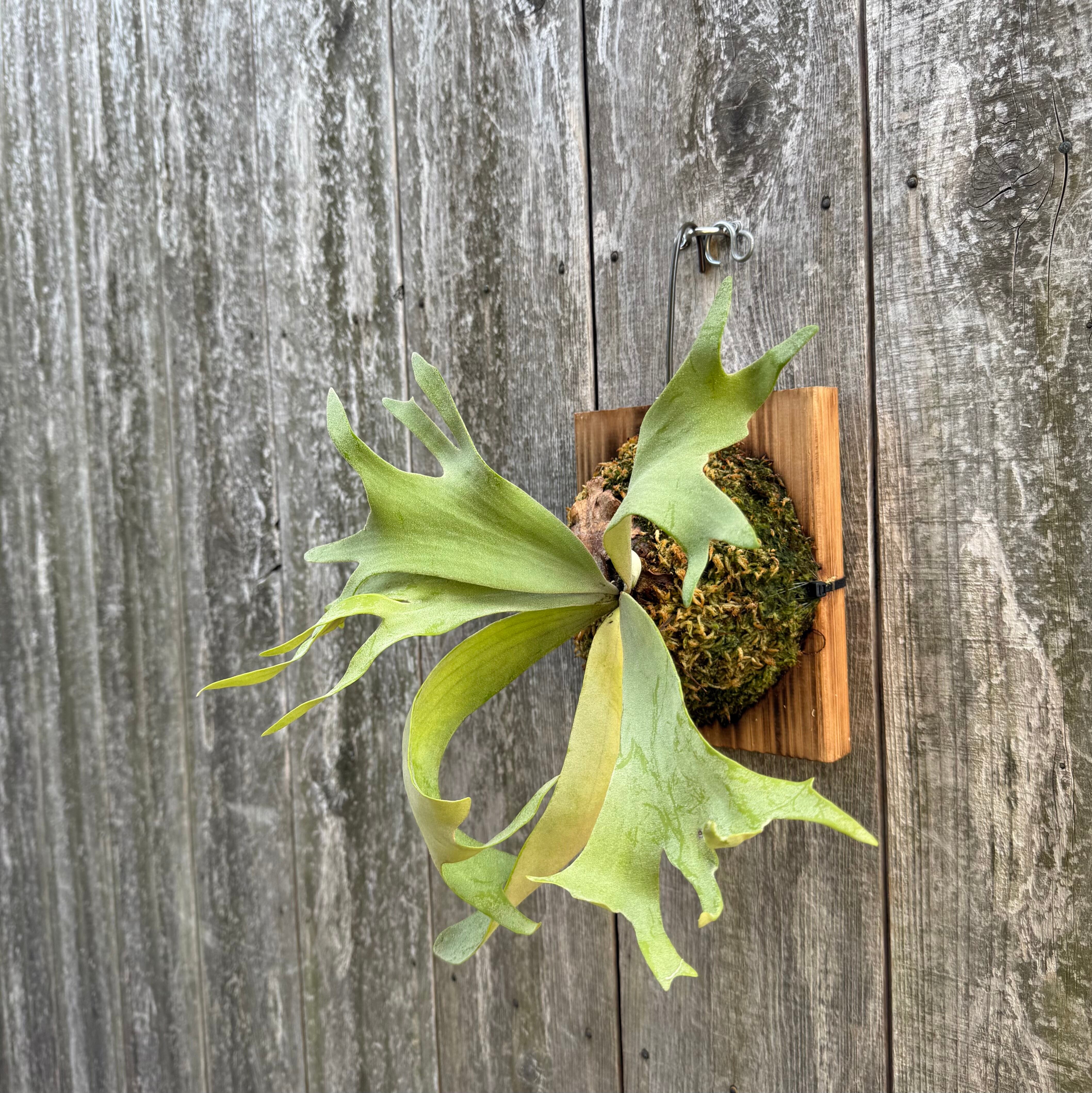 P. willinckii cv. Soho (sporeling) | naturefix