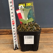【ビカクシダフェア対象】ビカクシダ ジェニー P. willinckii 'Jenny'【542】