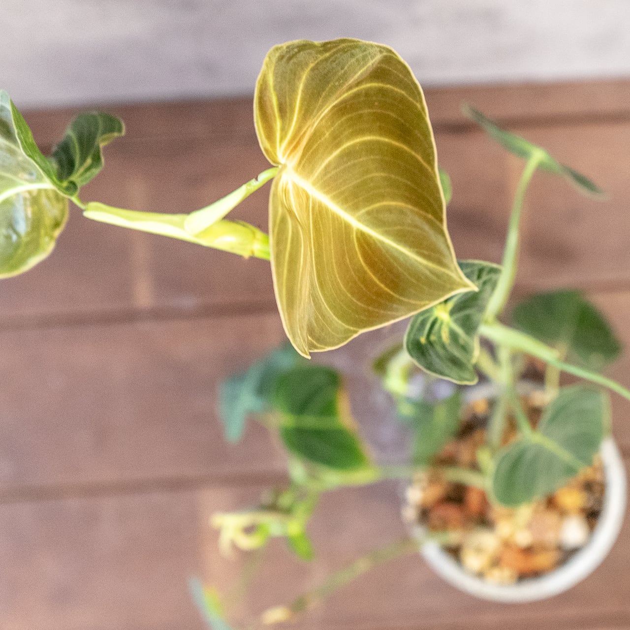 フィロデンドロン・ミカンス|光で変わるビロードの葉が美しいツル性観葉植物【手作りモルタル鉢/ビロードカズラ】