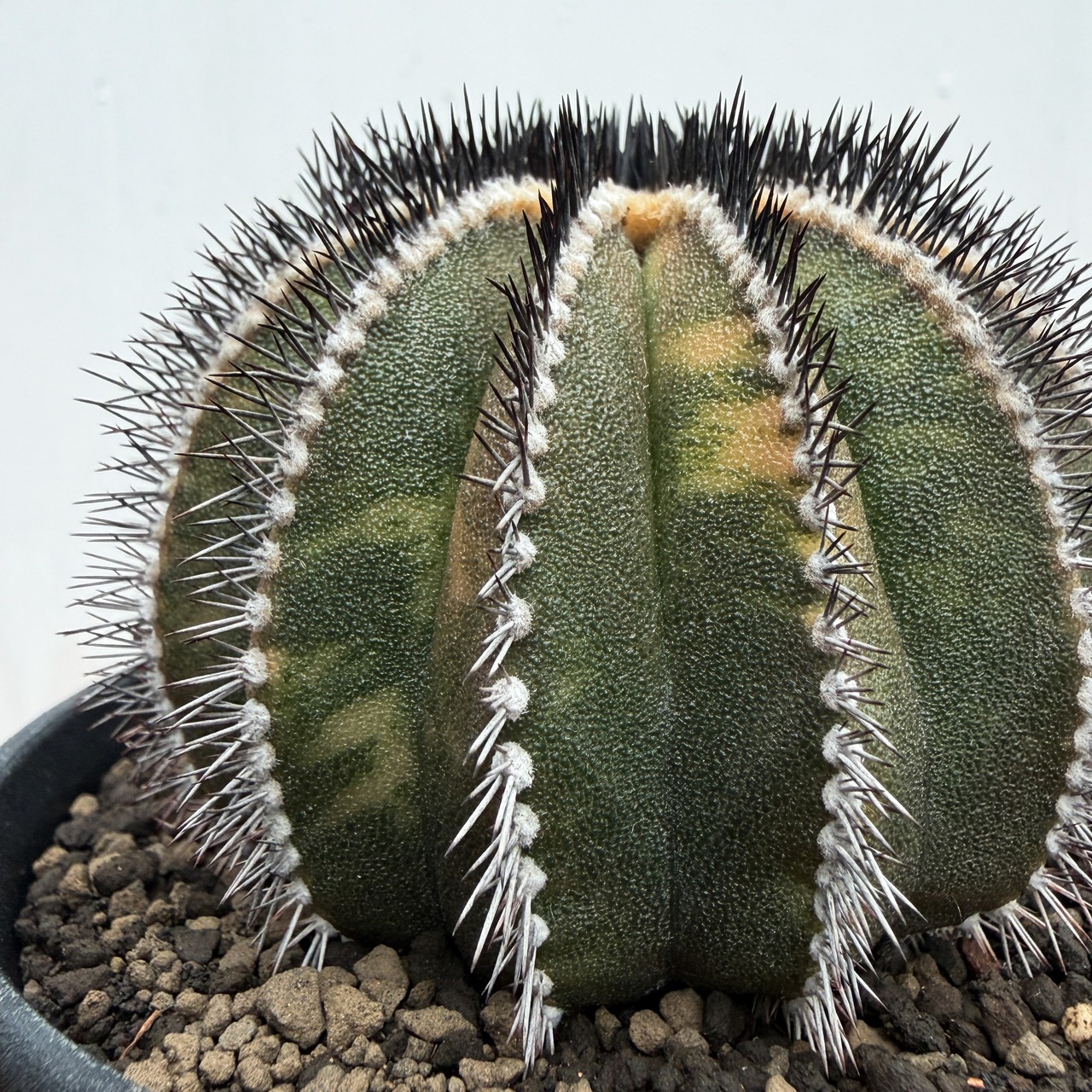 Uebelmannia pectinifera variegata【ユーベルマニア・ペクチニフェラ斑入り】