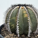 Uebelmannia pectinifera variegata【ユーベルマニア・ペクチニフェラ斑入り】