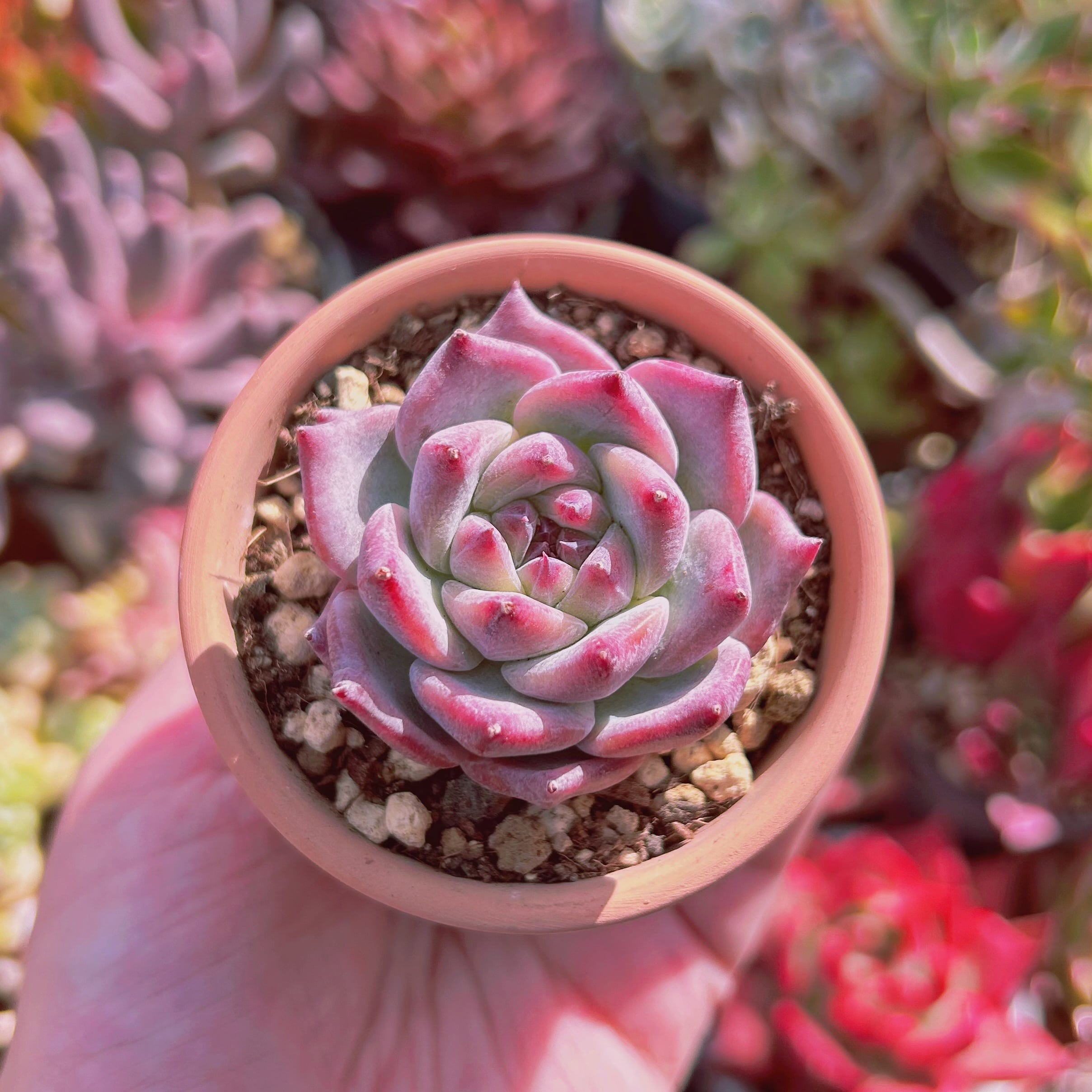 多肉植物　Echeveria  ピンクダイヤモンド　