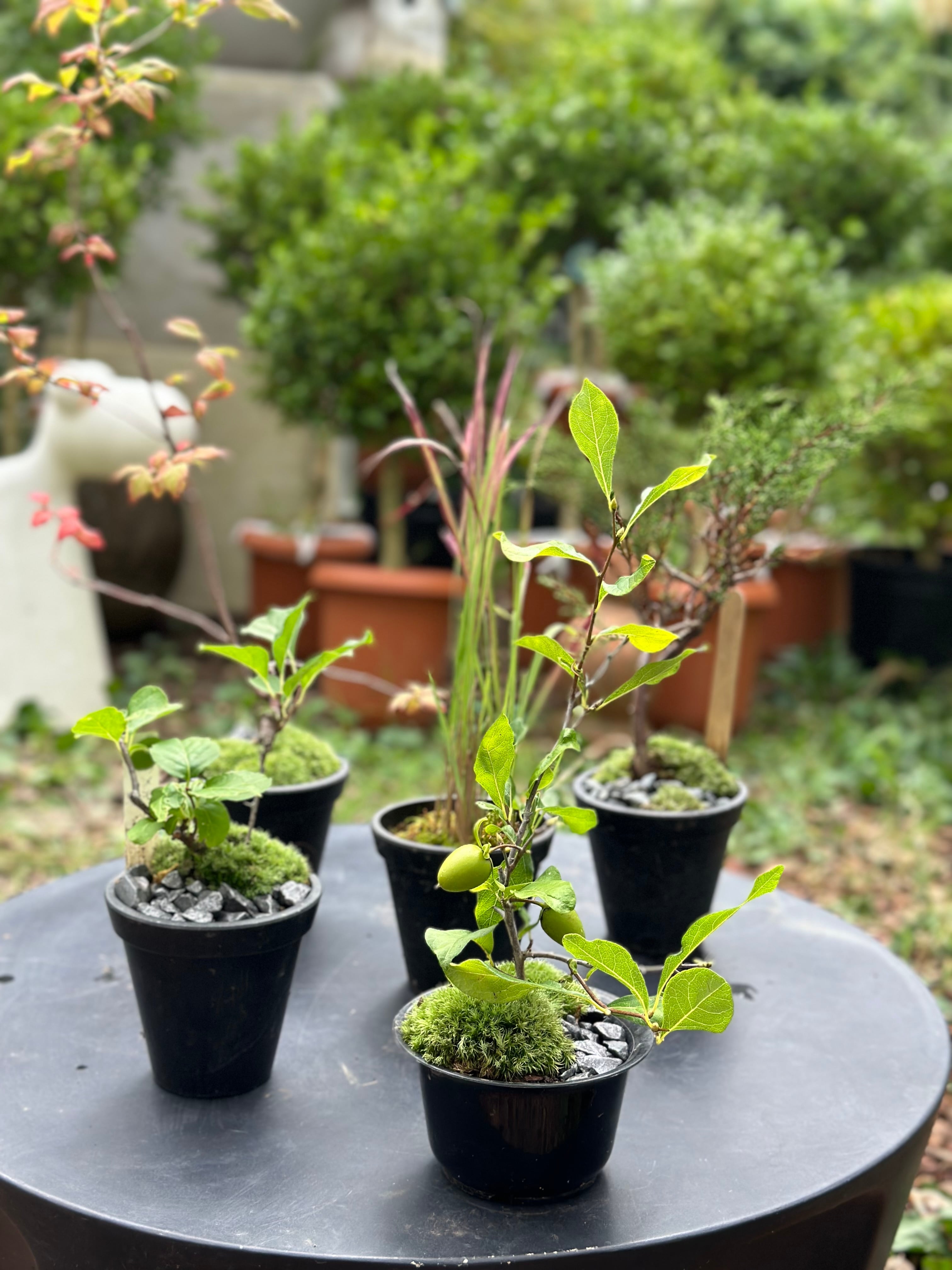 年4回 苔玉と和BONSAIの定期便 「苔ボン4」 | 花と植物のフラワー