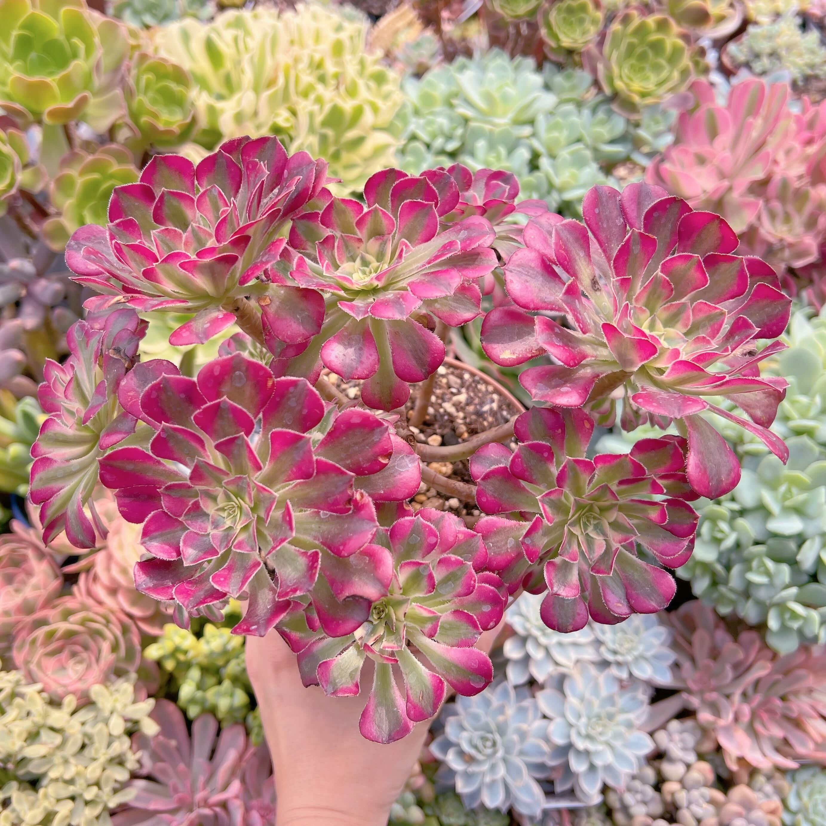 現物　ブラックチェリー#691　特特大群生　るる農園