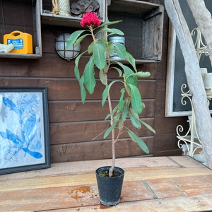 テロペア シェイディレディレッド