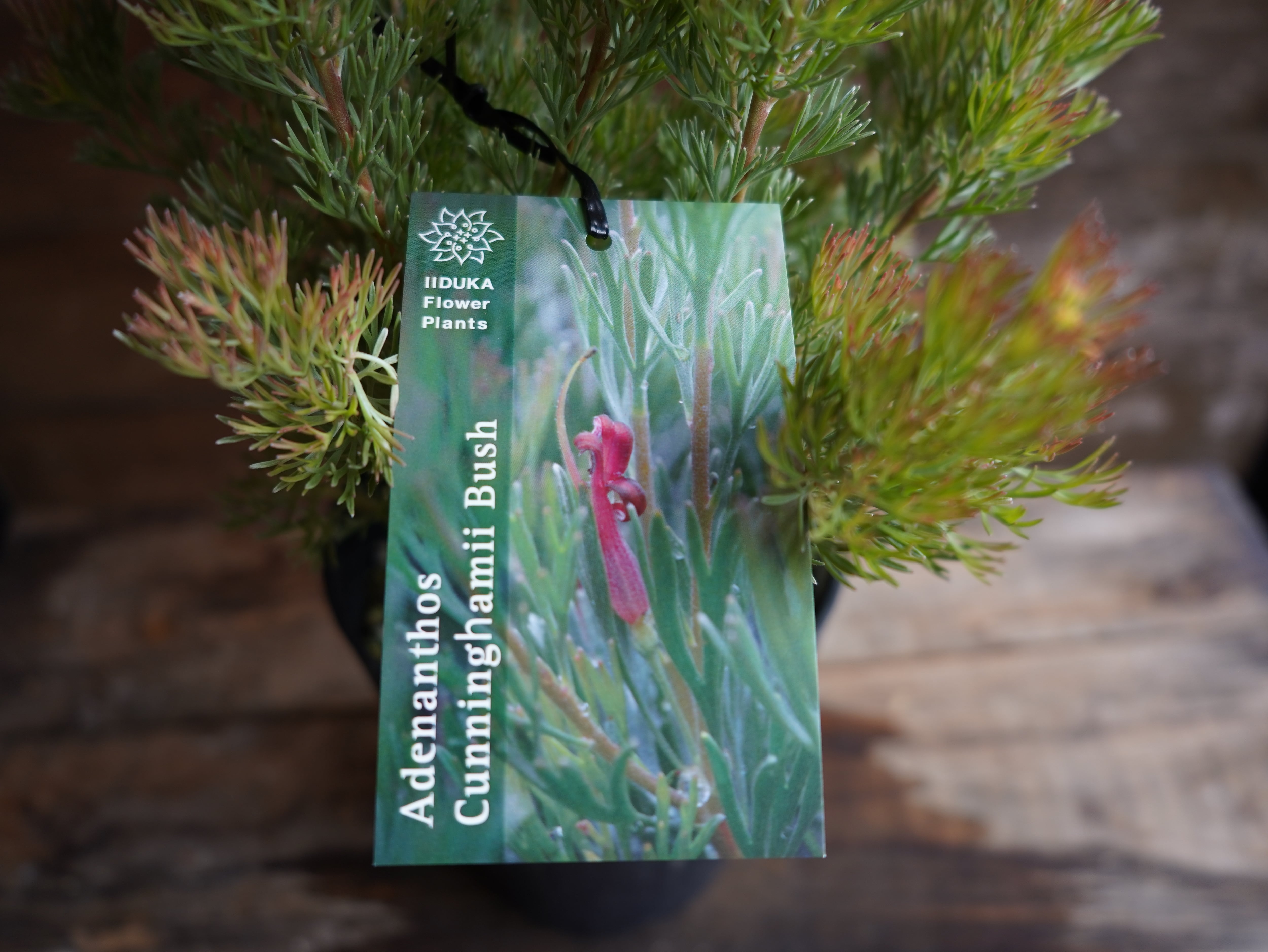 【現物】アデナンサス　”カニングハーミルブッシュ”　A