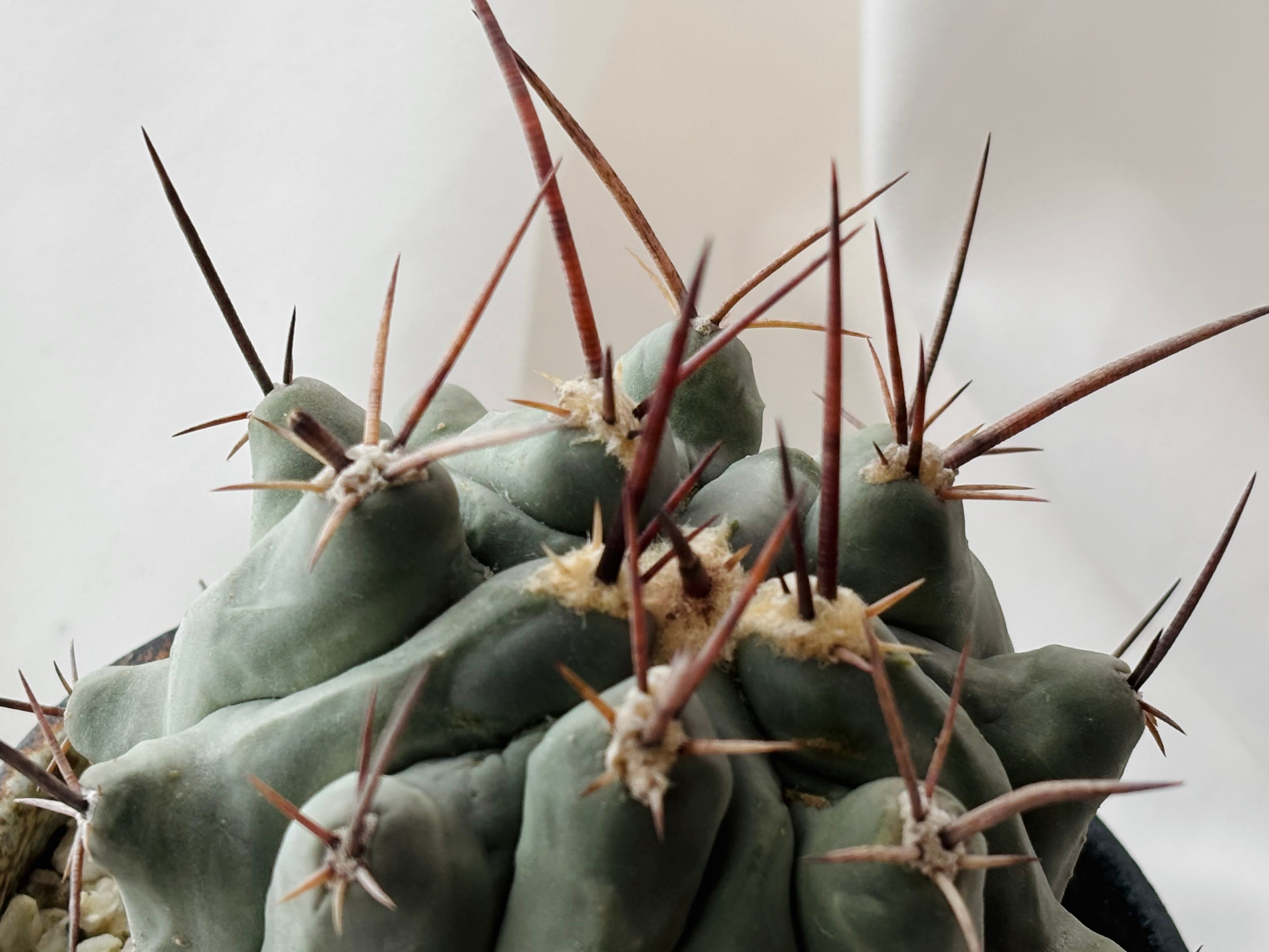 Thelocactus nidulans テロカクタス 鶴巣丸 サボテン | plants MARU
