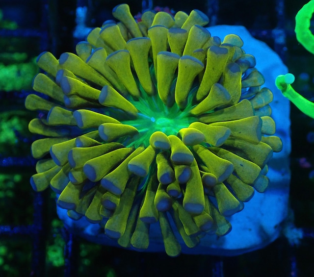 【現地買付】Euphyllia Cristata "BabyGold" 2