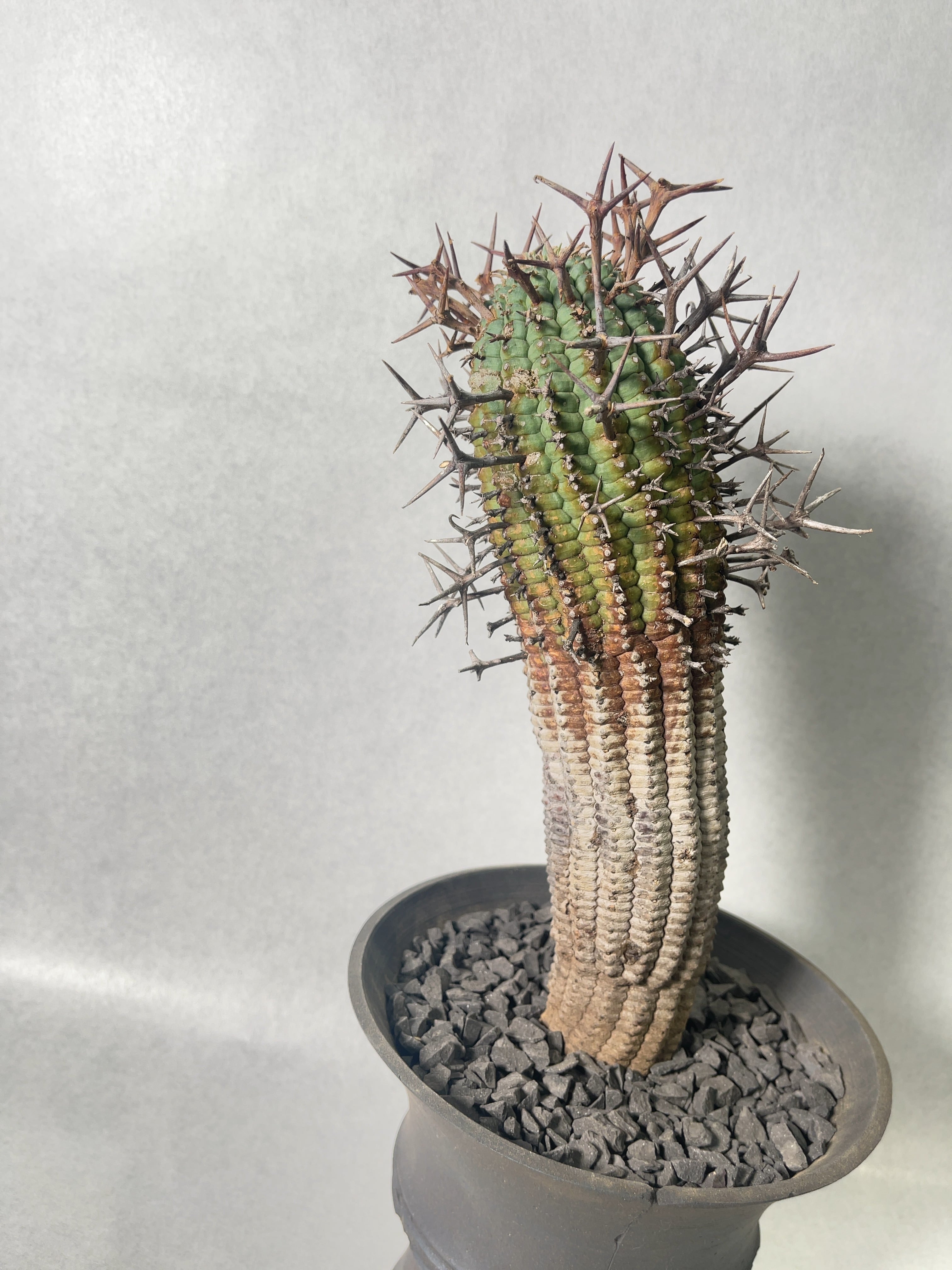 ユーフォルビア・群星冠 | trigger