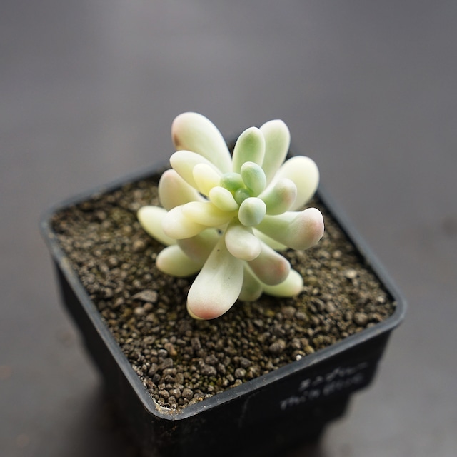 抜き苗 乙女心錦 シンブルーフォーム Sedum pachyphyllum f.variegata 'Thin Blue Form'