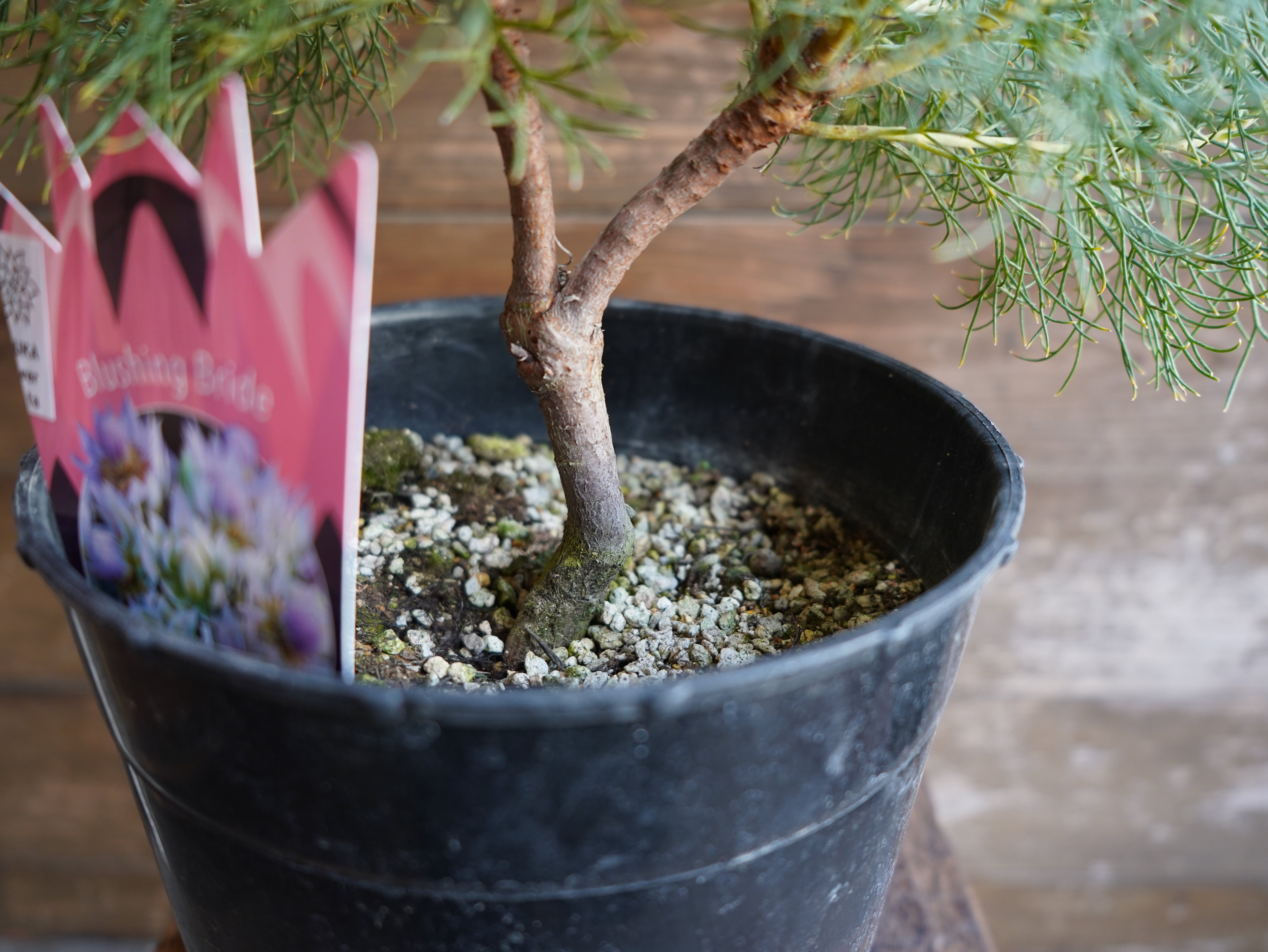 【現物】セルリア　”ブラッシングブライト”