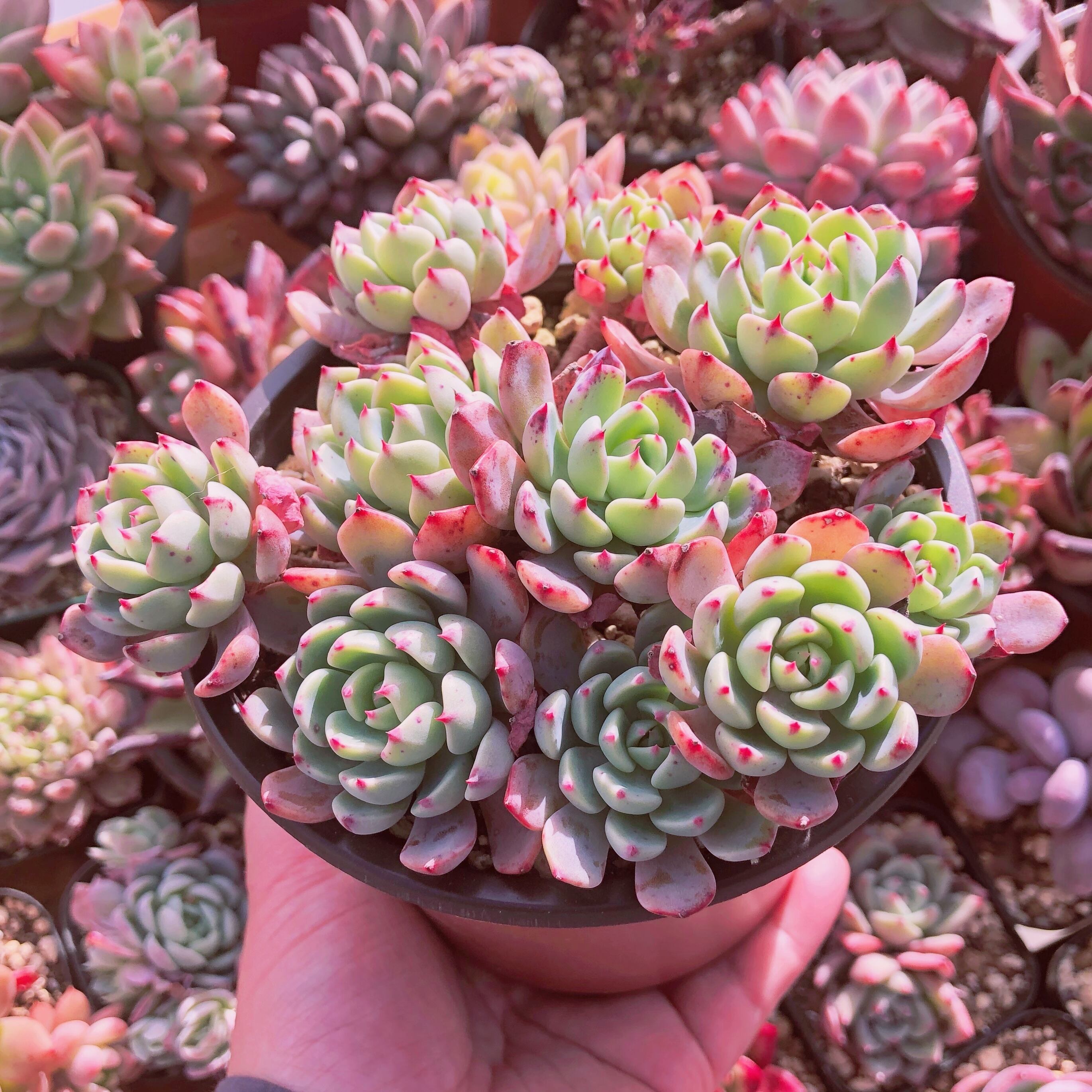 多肉植物　nanafukumini　大群生　抜き苗