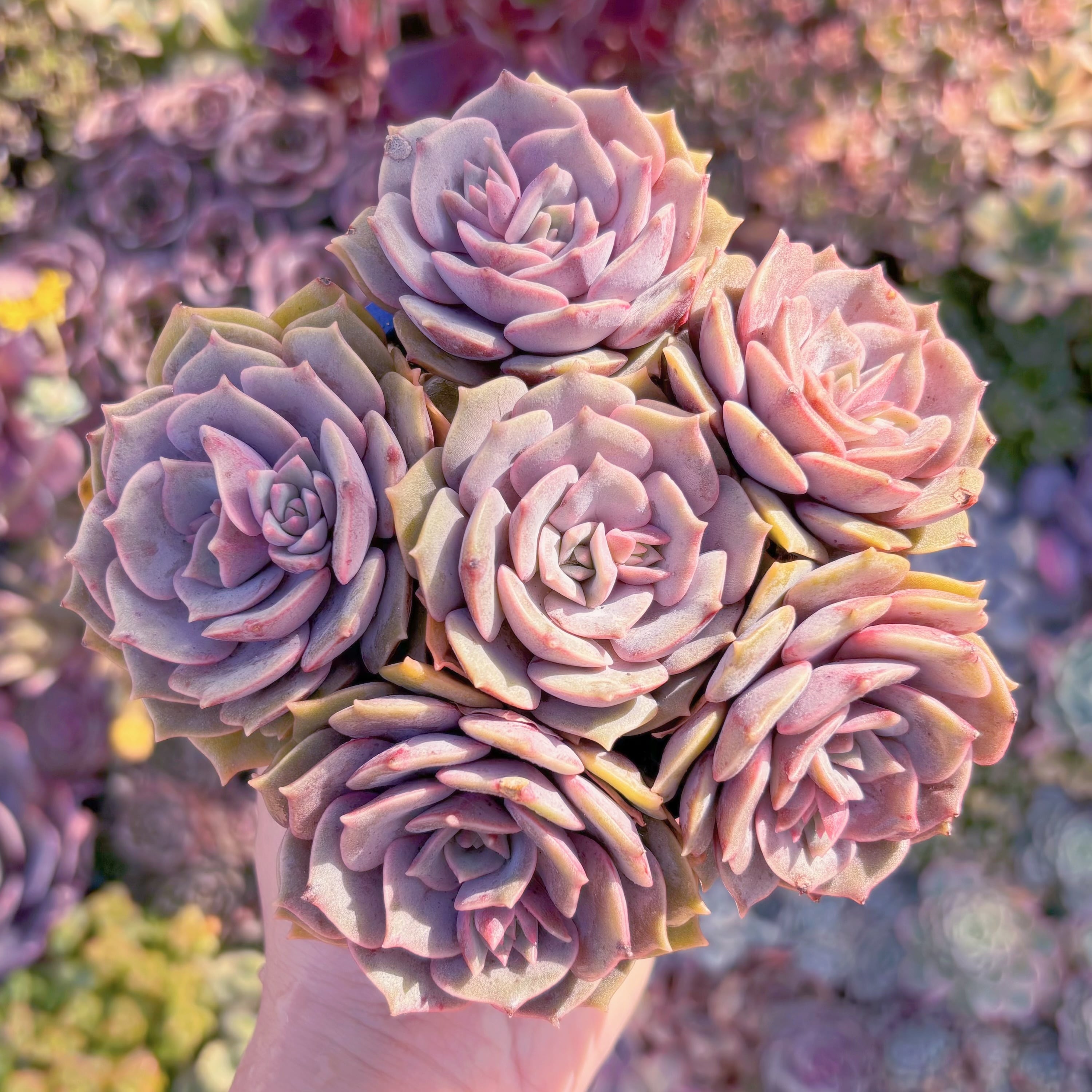 多肉植物　紫姫　大群生　新入荷　るる農園