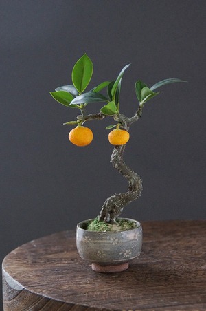 盆栽 ミニみかん Mini orange Bonsai #64（鉢変更）
