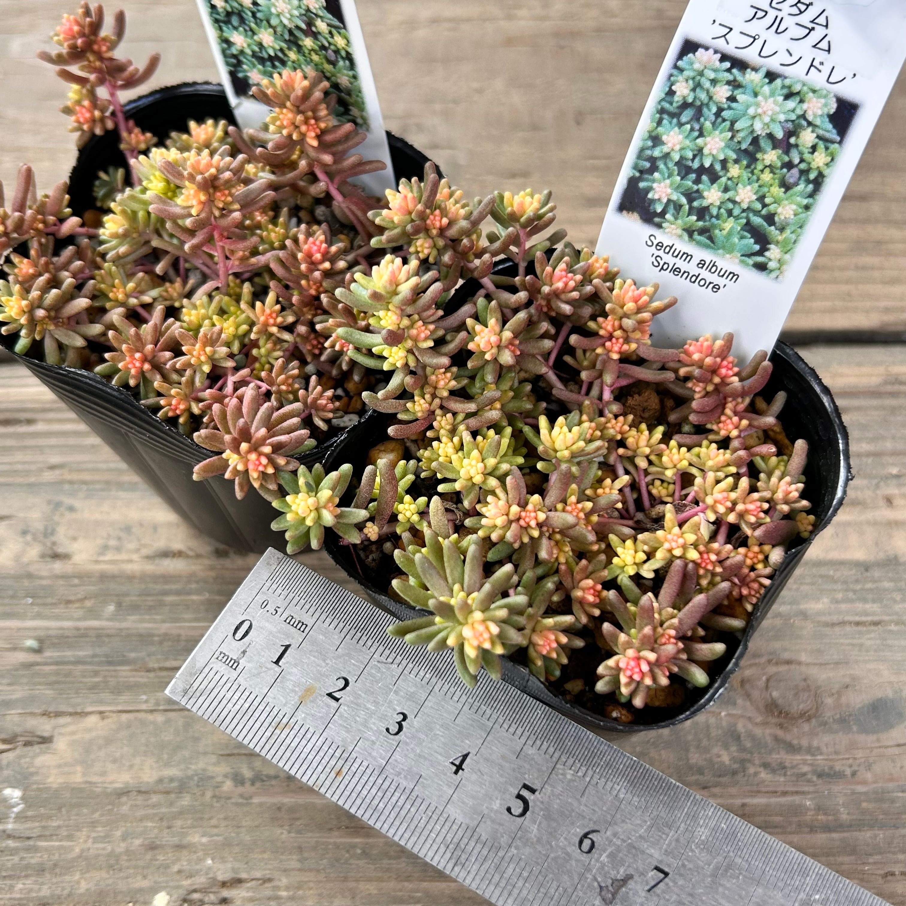 多肉植物　アルブムスプレンドレ&セダムセット　szk51 多肉植物 アルブムスプレンドレ&セダムセット szk51様専用 - メルカリ