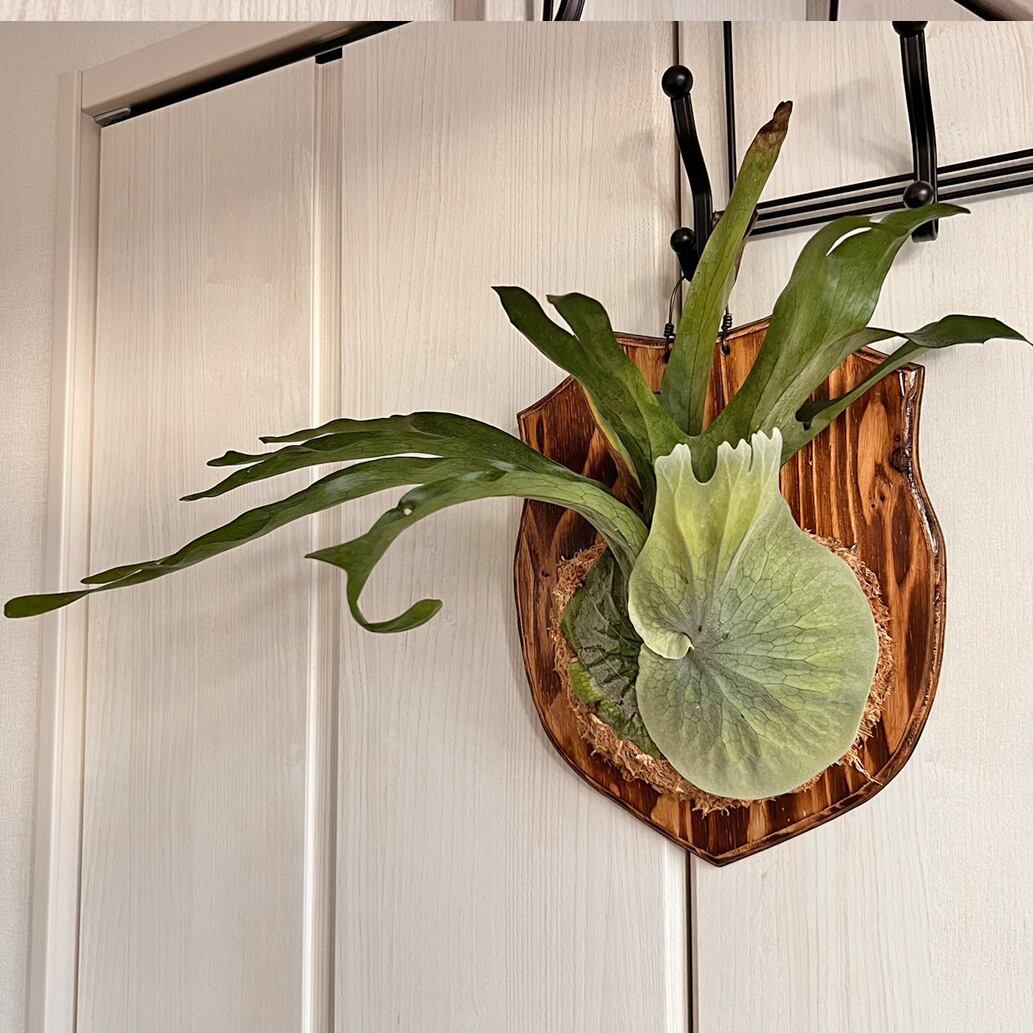 ビカクシダ　コウモリラン　グランデ　観葉植物 園芸ネット本店｜ビカクシダ（コウモリラン）：グランデ 4号鉢植え の