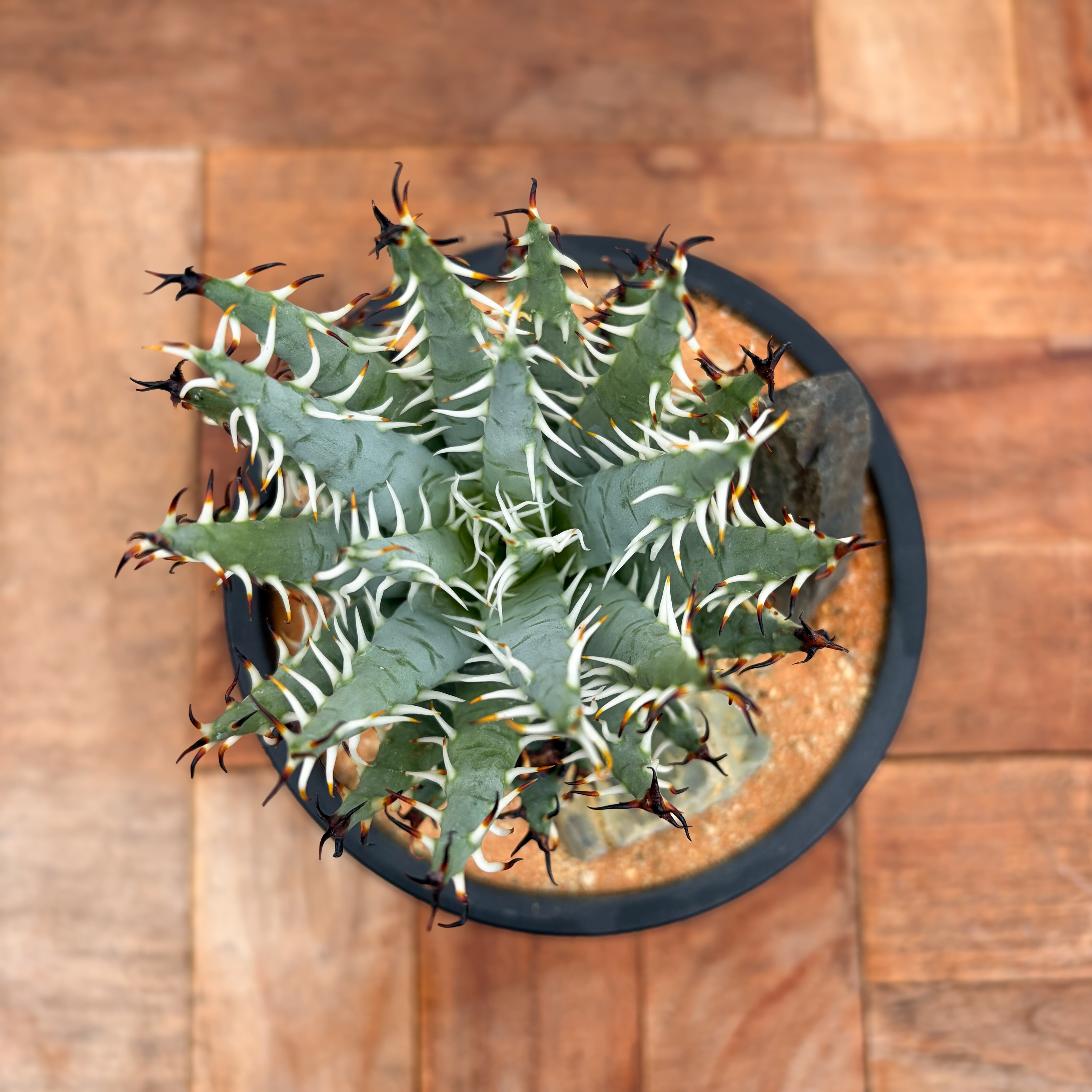 アロエ　エリナケア　大株　幹立ち e4ce439eae5127bcb26dc295e6ef93