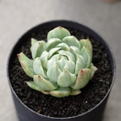 カット苗 クイーンマリア錦 Echeveria 'Queen Maria Variegated'
