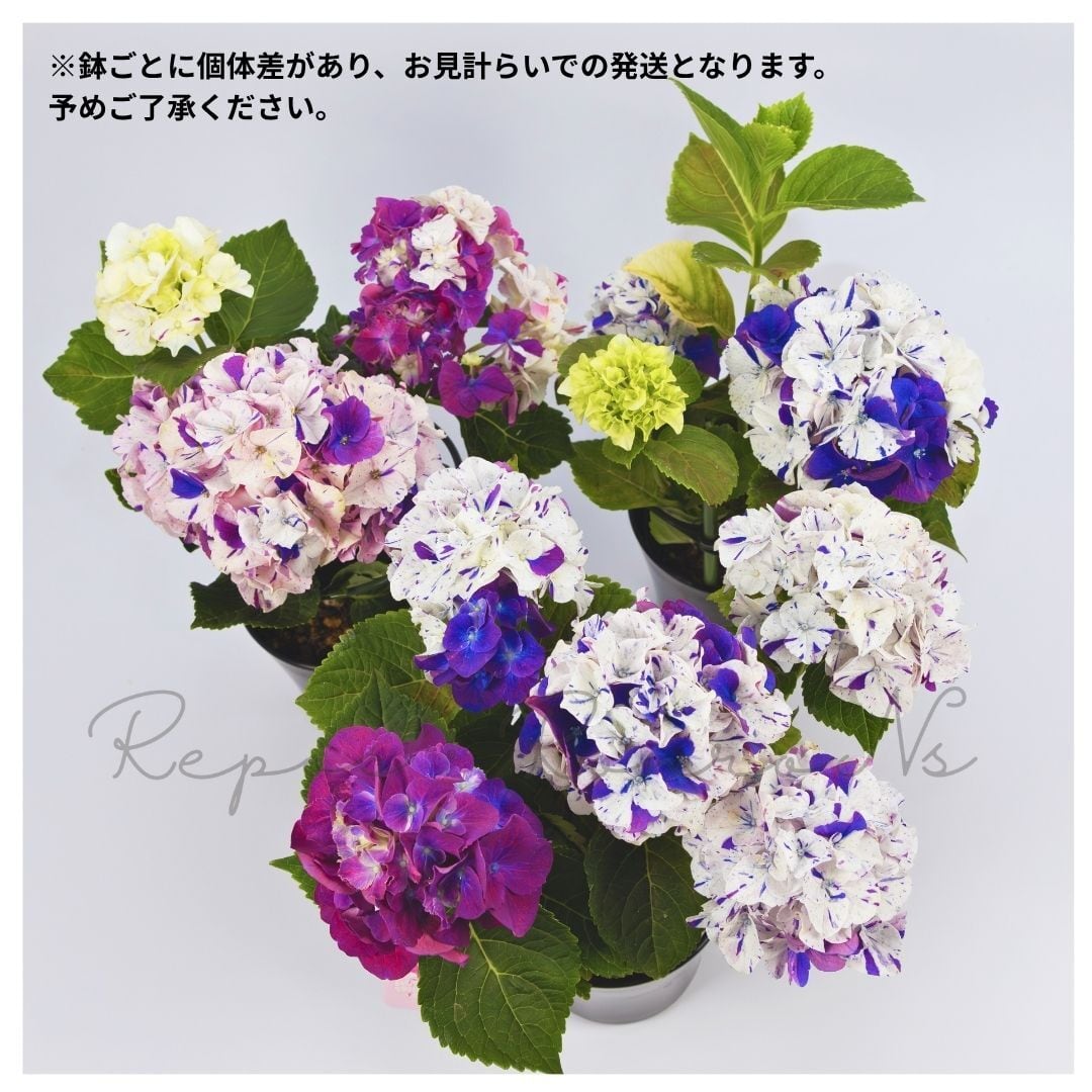 アジサイ： 寿-ことぶき-.パープル（4号鉢）新品種 3色咲きアジサイ
