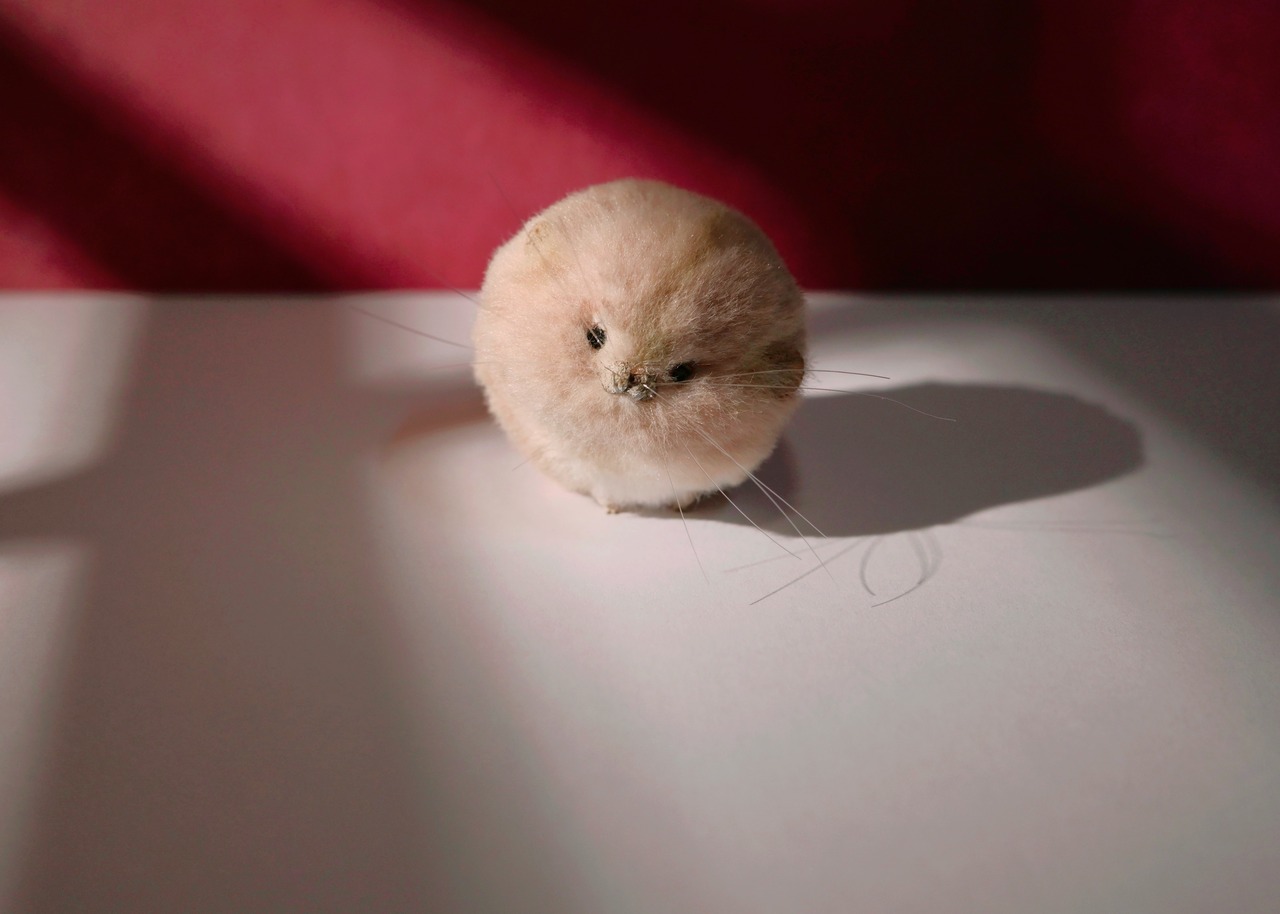 ピンポン玉丸