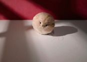 ピンポン玉丸