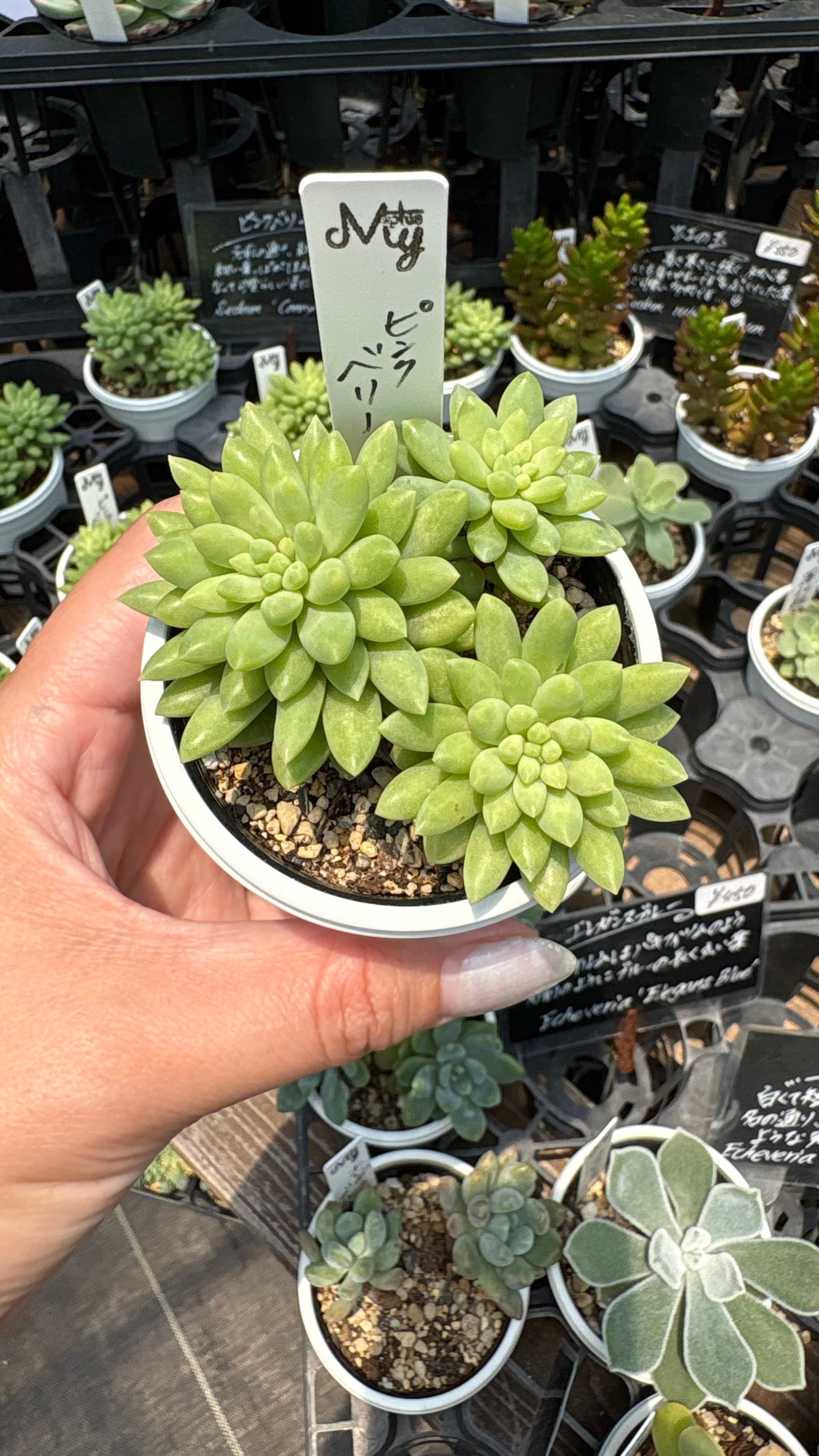 ピンクベリー 多肉植物 セダム 安心の生産ポットそのまま販売（8個