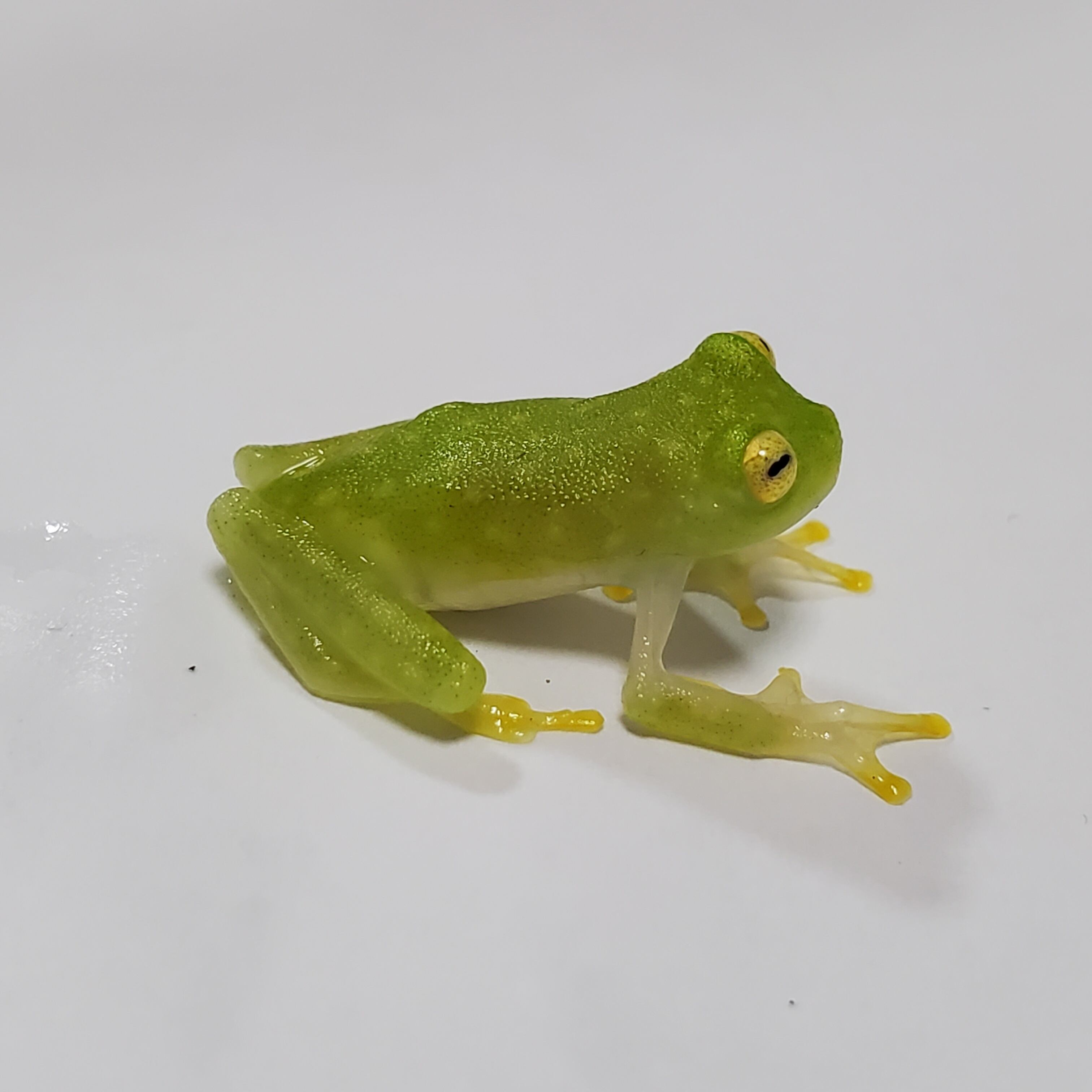 フライシュマンアマガエルモドキ (グミガエル) | けろろの森 with は