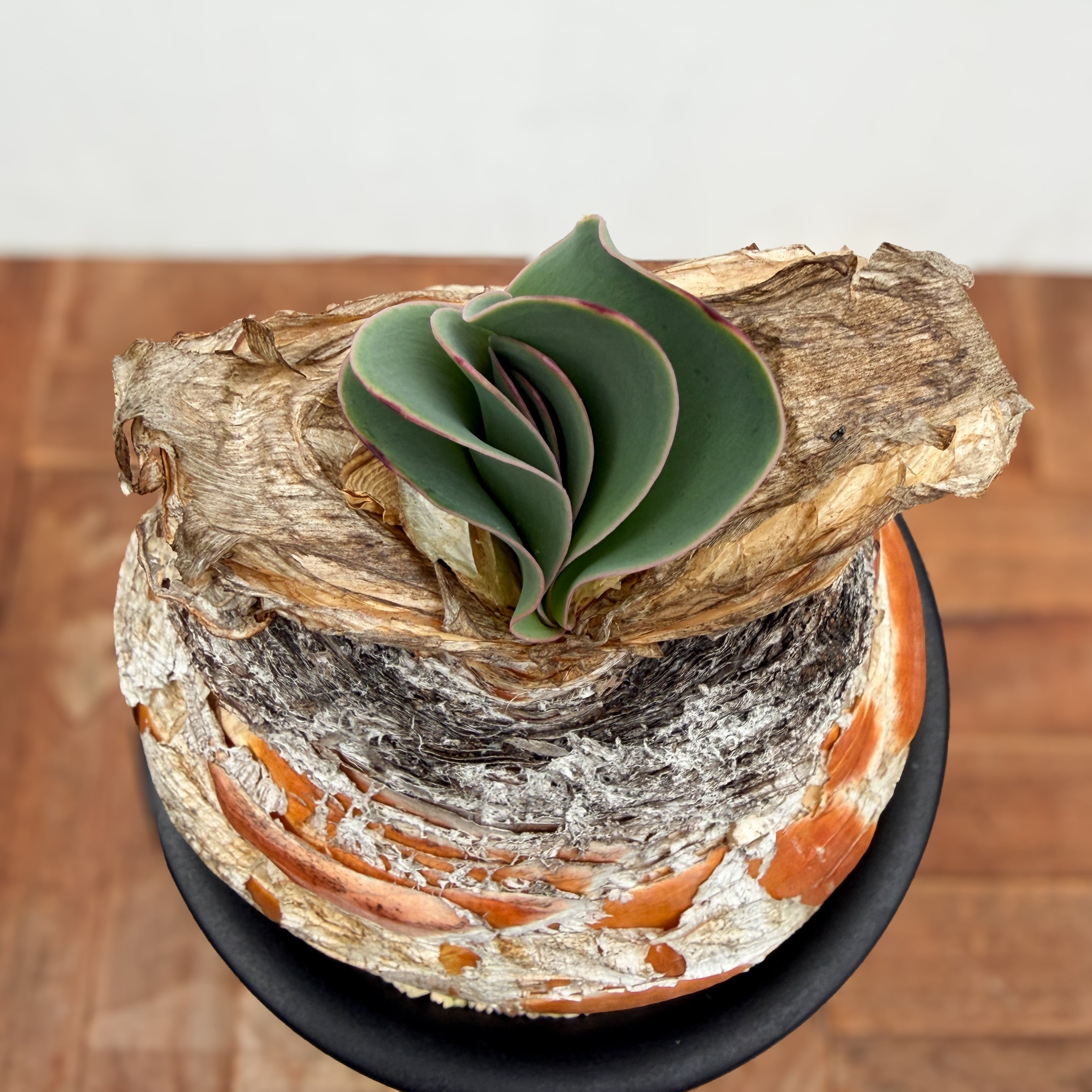 Boophane haemanthoides【ブーファン・ハエマンソイデス】 | RIMO'S