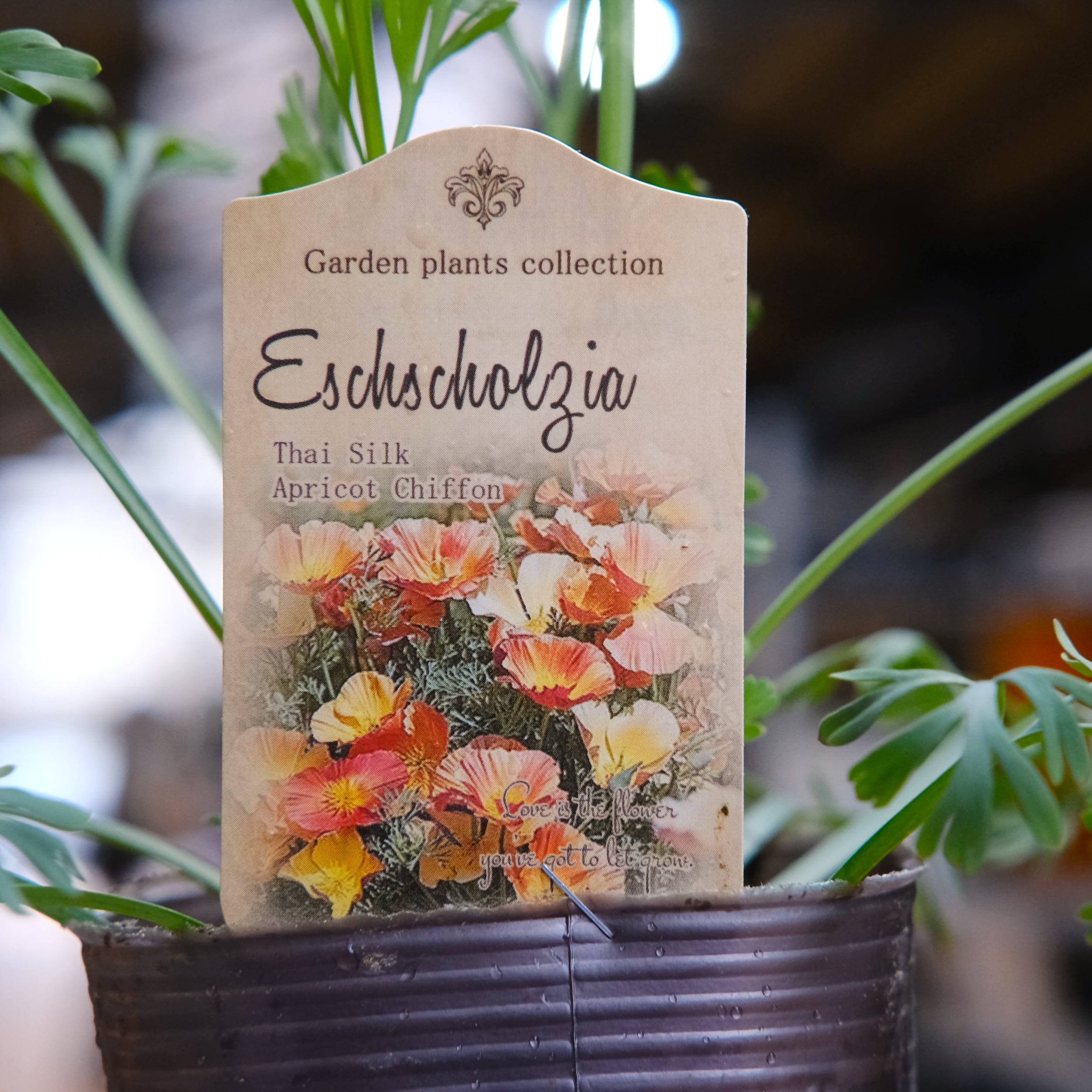 花苗 | グリーンギャラリーガーデンズ