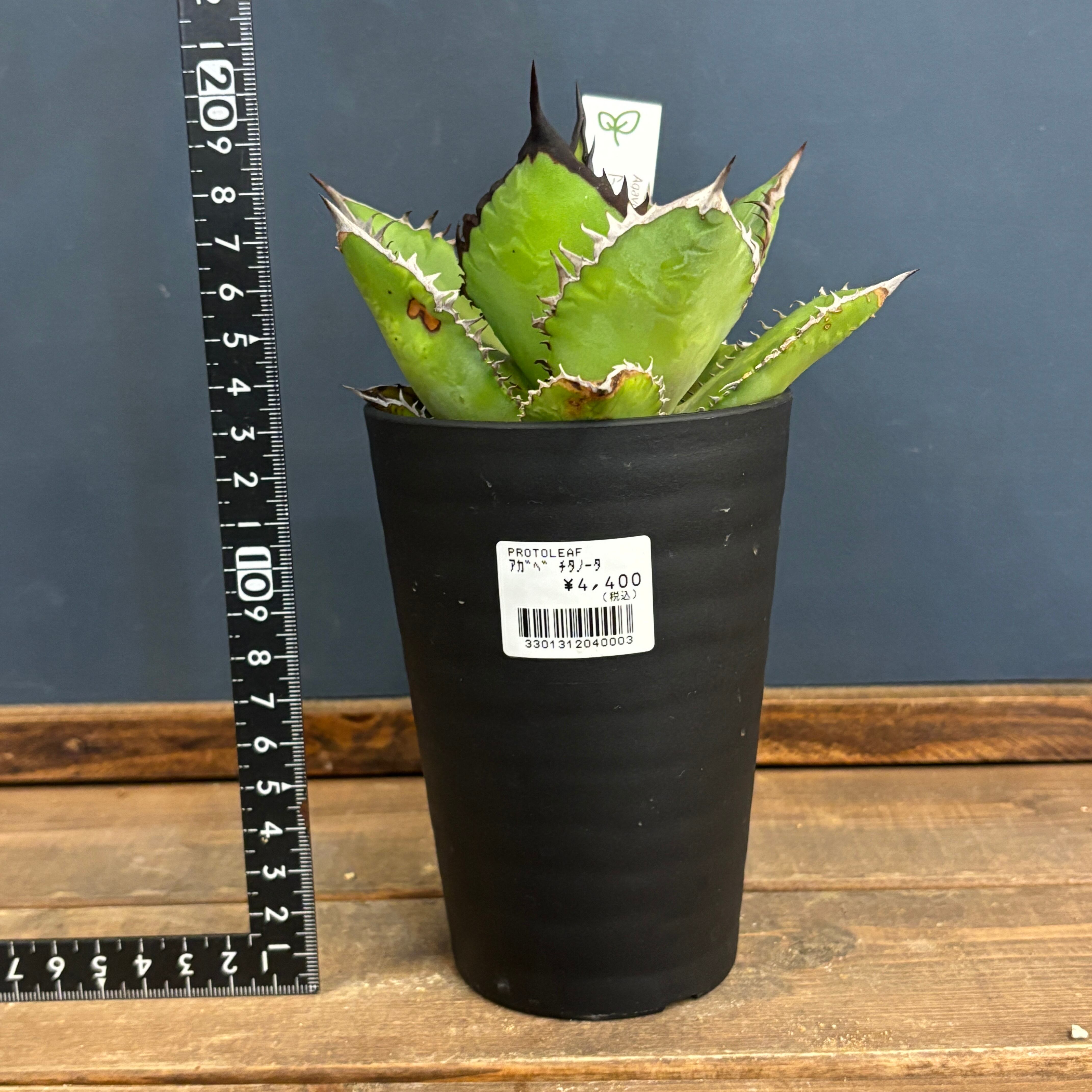 アガベ☆チタノタブラックファイヤーagave titanota Black Fire☆No.2