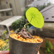 Stephania kaweesakii / ステファニア・カウィーサキ⑨ / 観葉植物<育て方・花言葉>