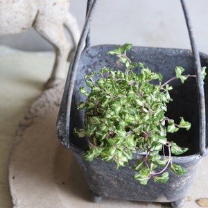 ベロニカレッドラインコンパクター　寄せ植えにオススメ　カラーリーフ　庭、花壇にオススメ　丈夫　初心者にオススメ　