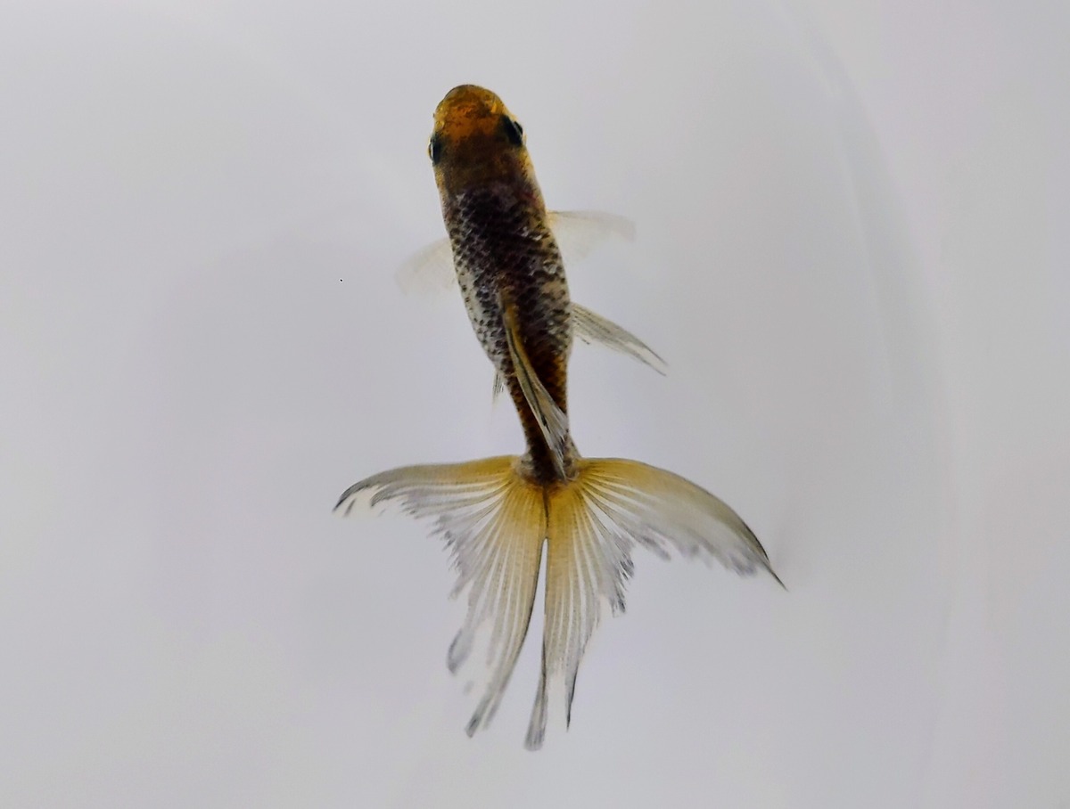 【希少】東海錦(モザイク透明鱗・青系)#0529-1 | 金魚専門店 和の美