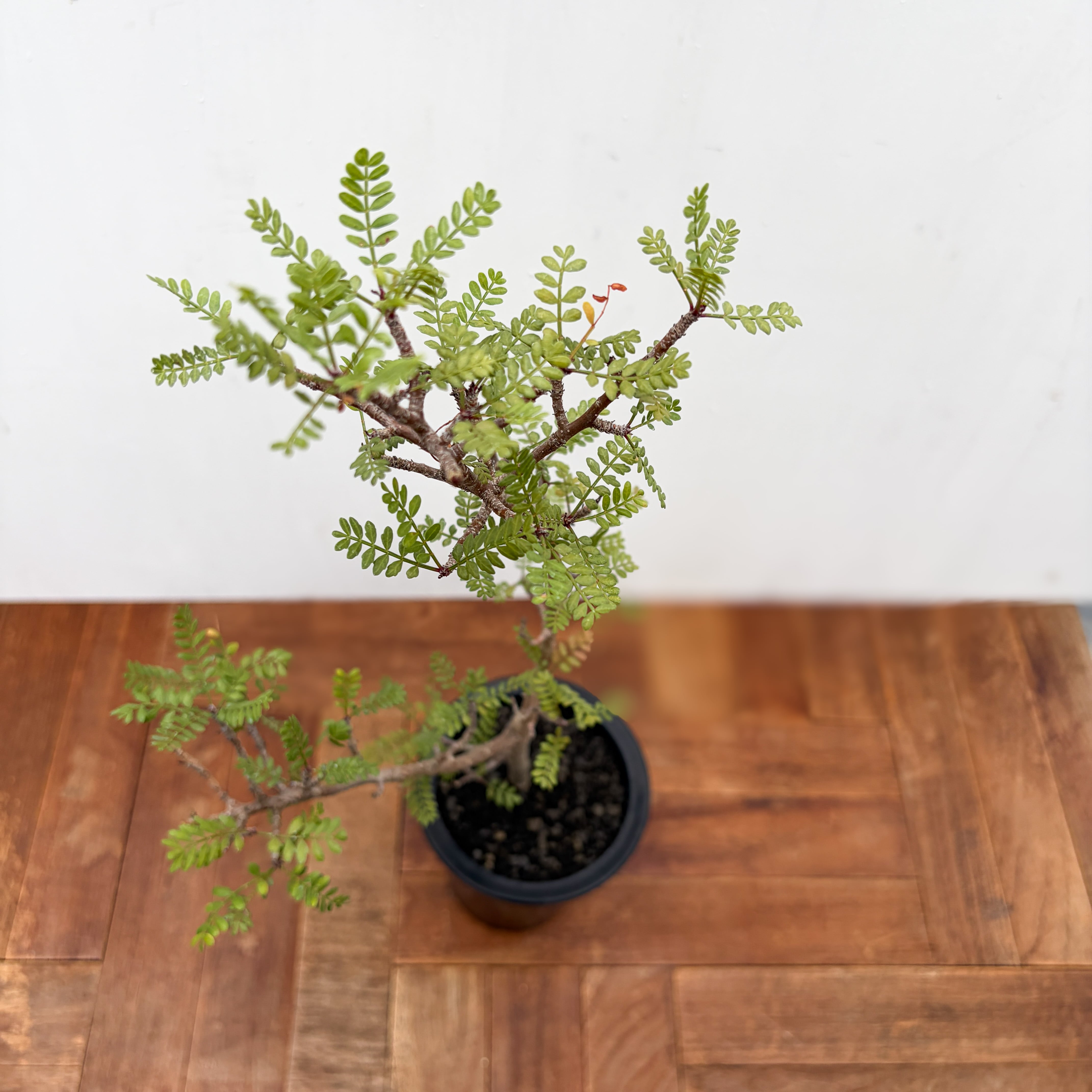 Bursera microphilla【ブルセラ・ミクロフィラ・実生】 | RIMO'S GREEN