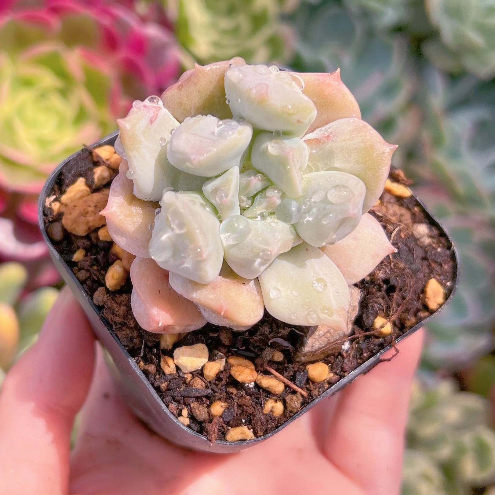 現品　ミルキーウェーブ#B53　るる農園