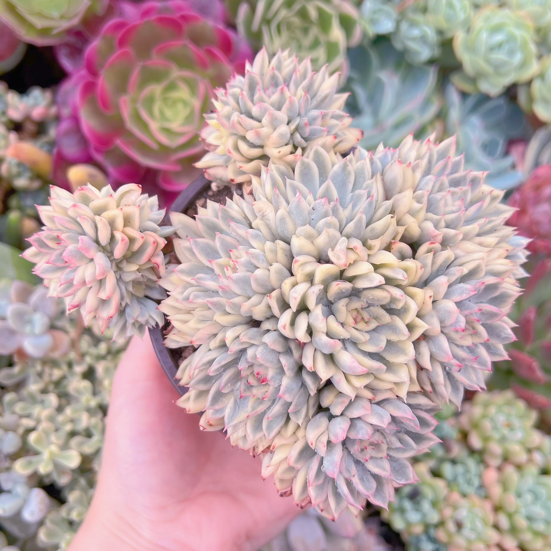 現品　女雛錦#727　るる農園