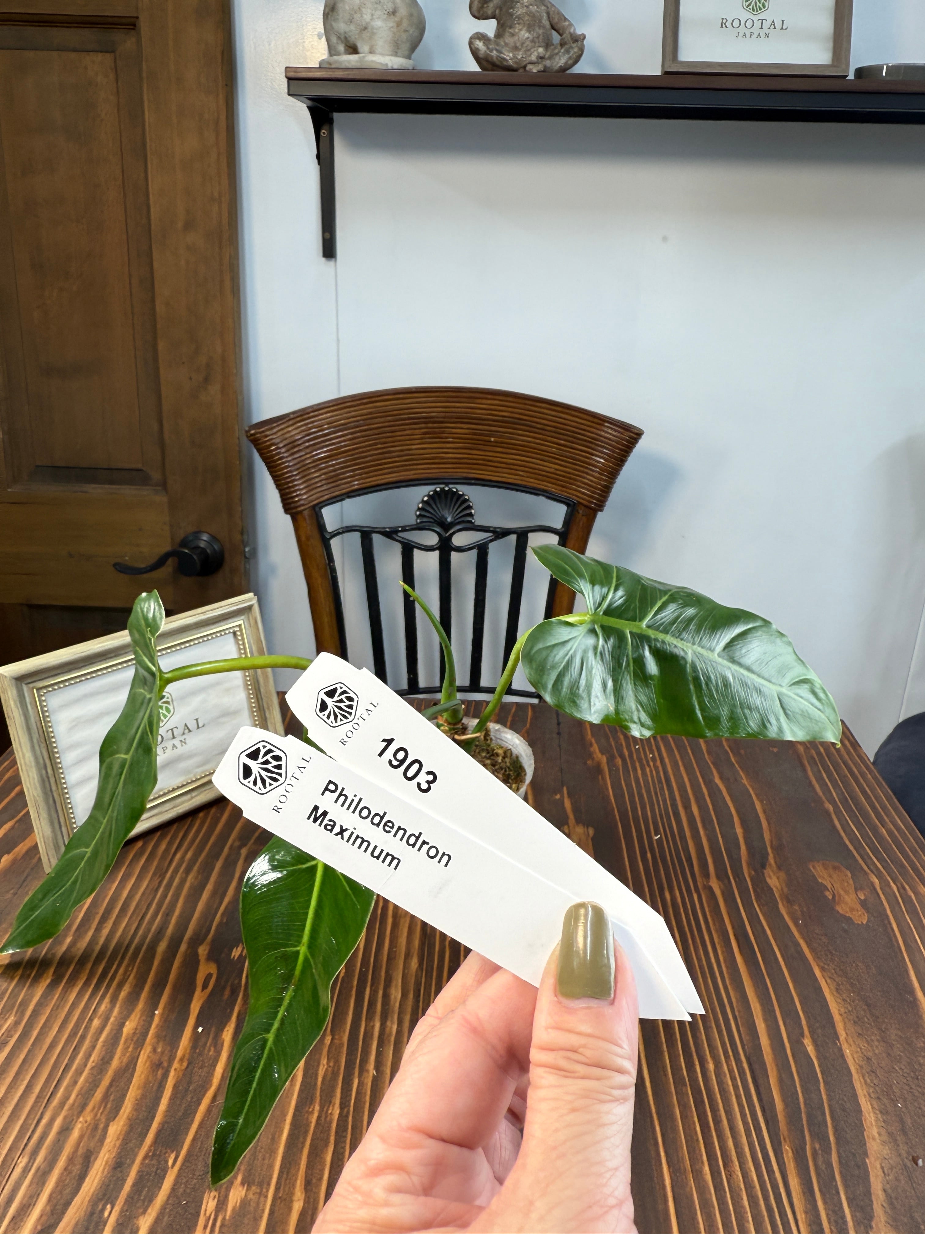 ★1903【しなやかな剣葉】フィロデンドロン マキシマム(8cm口径ポット)