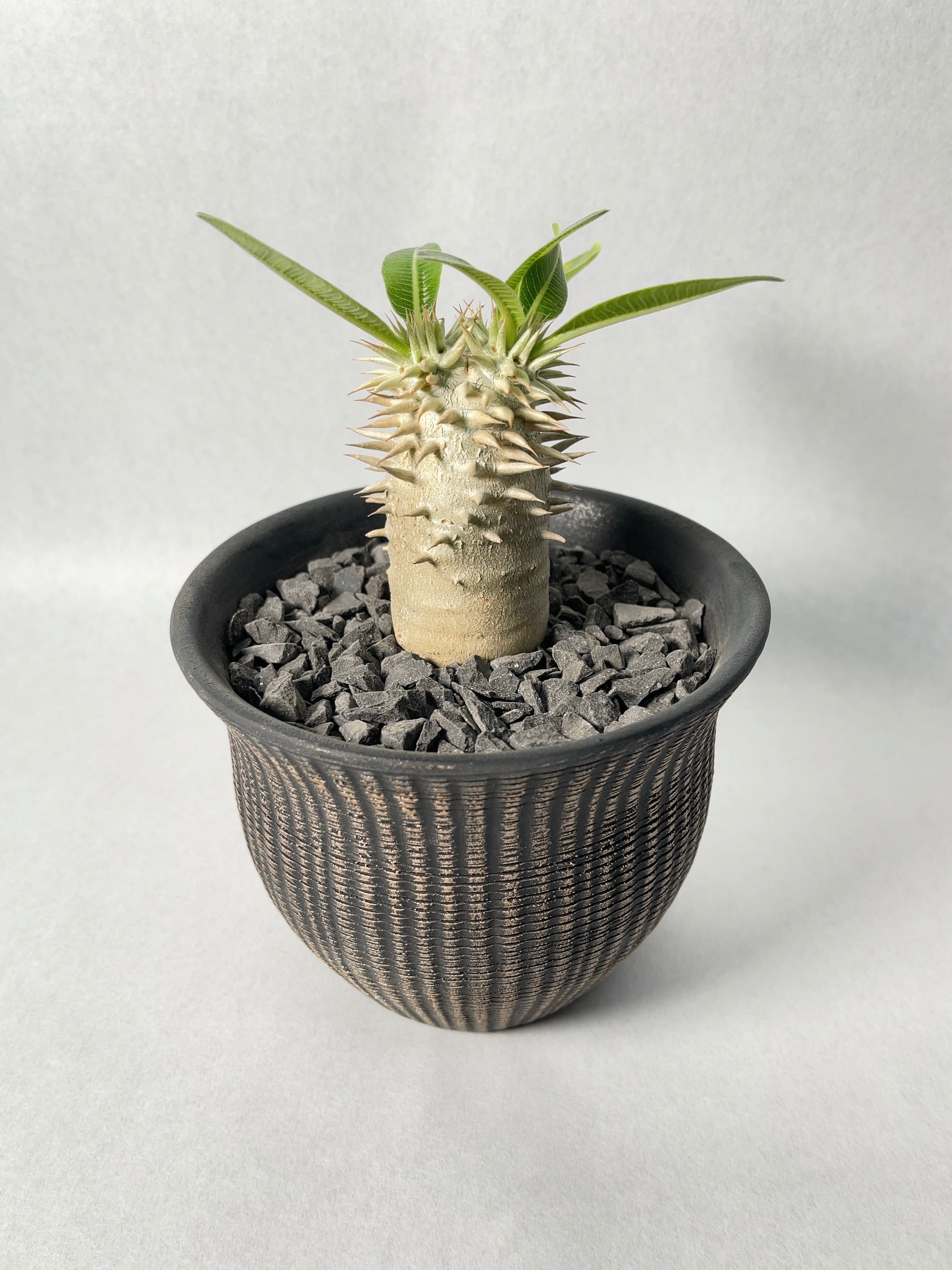 パキポディウム・恵比寿大黒 | trigger