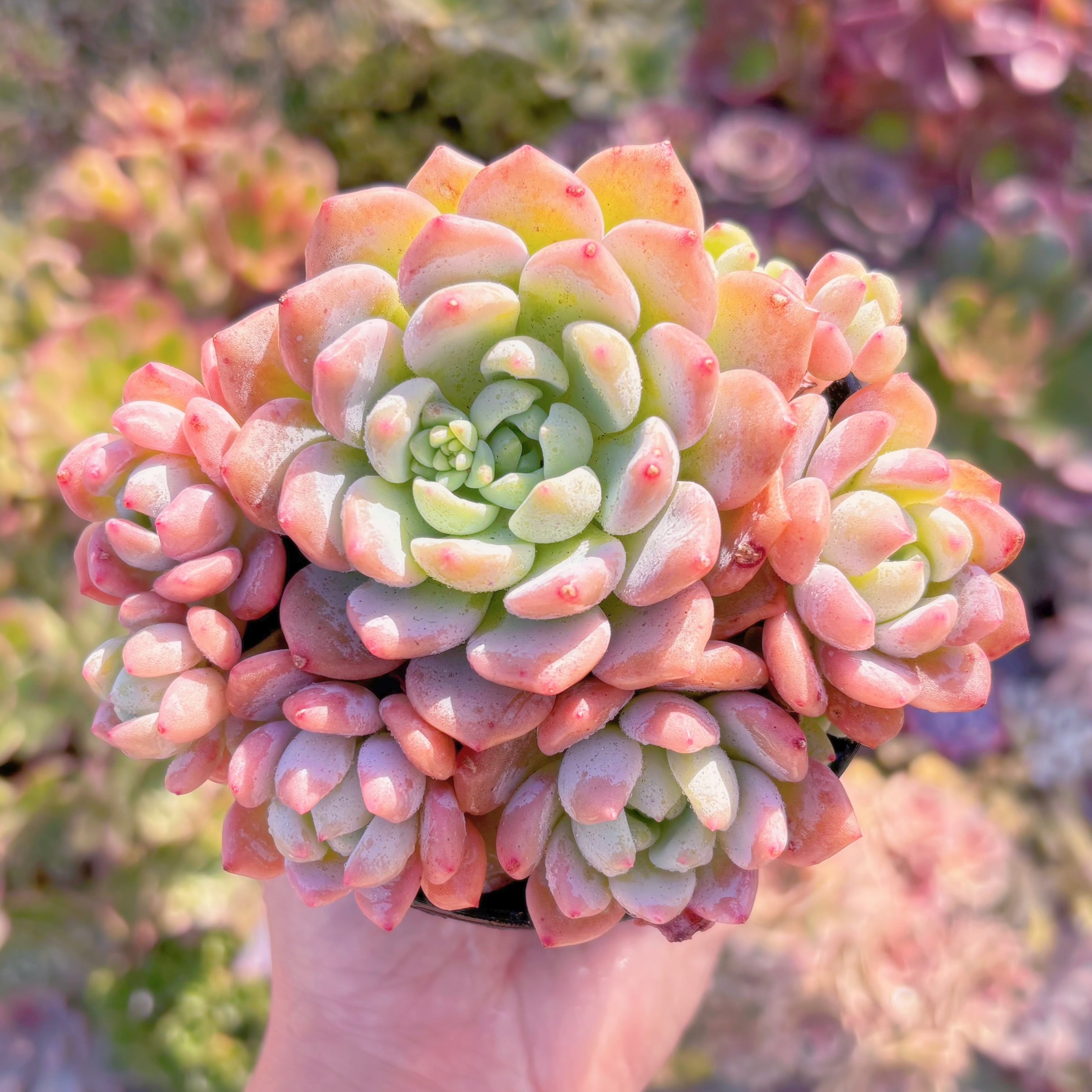 現品　プロリフェラxラウル#K044　群生　るる農園