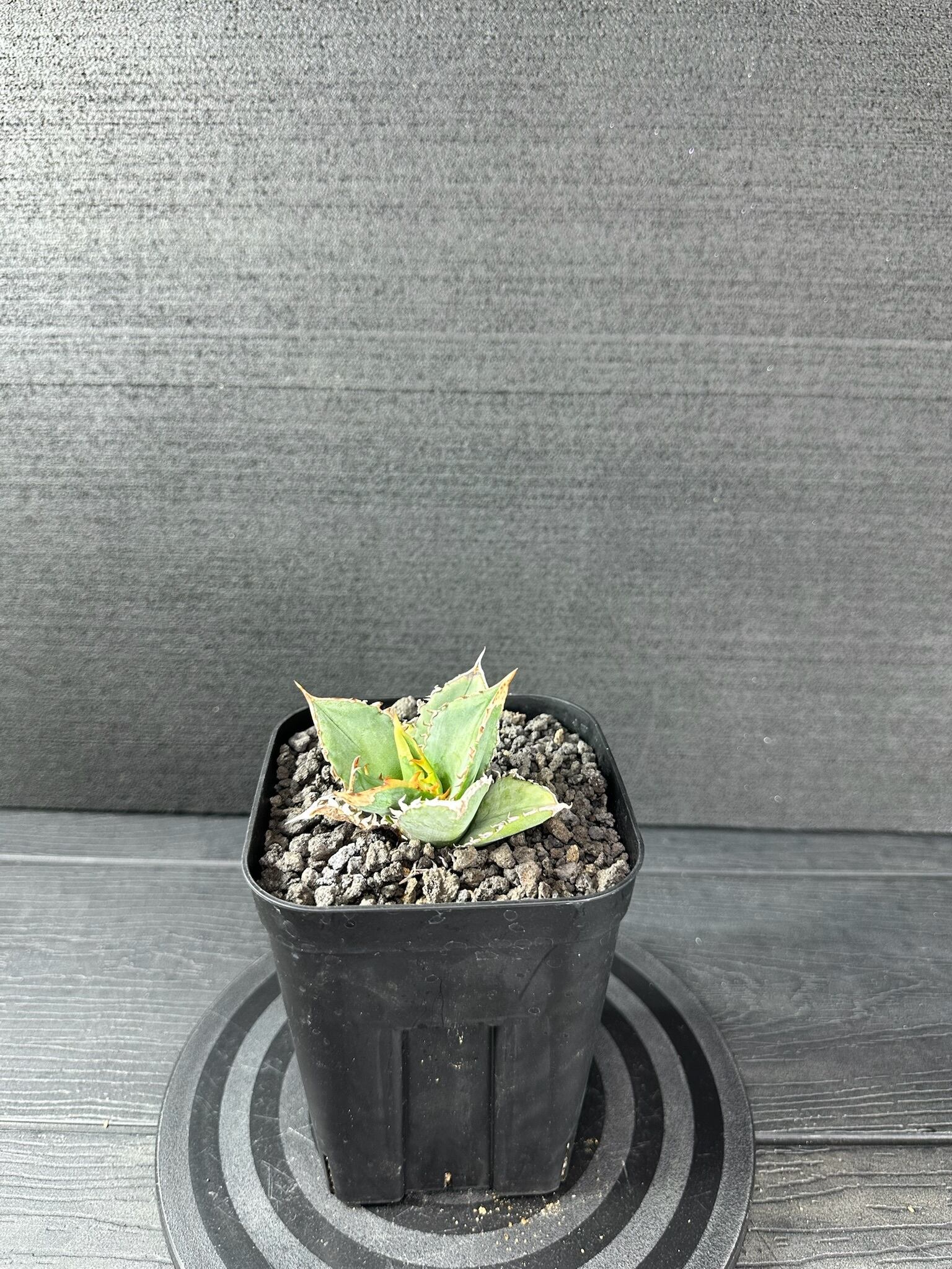 449 アガベ オテロイ 