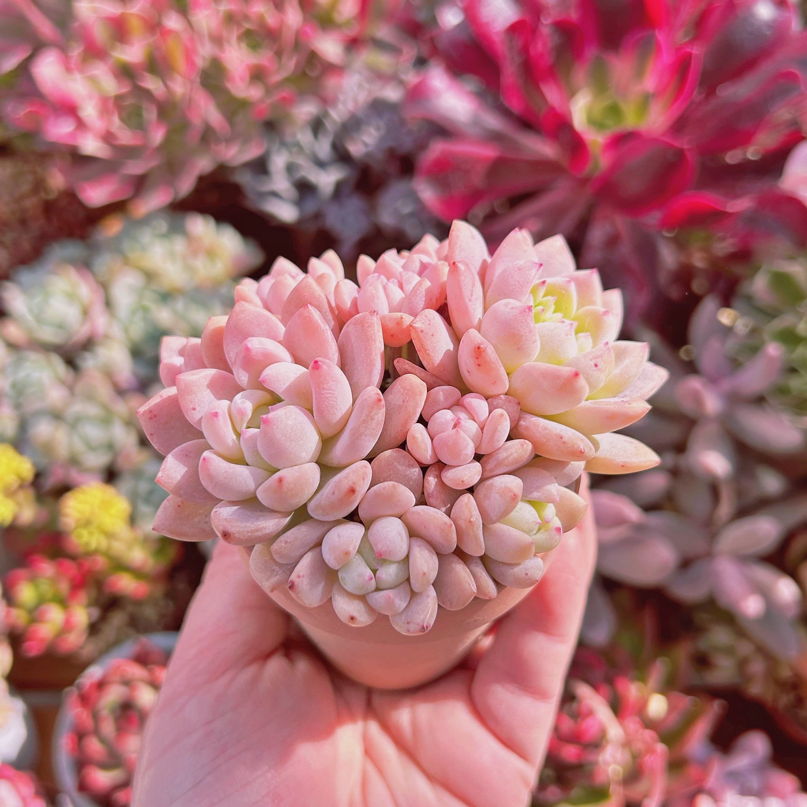 多肉植物 Echeveria 千本桜 6頭以上 大群生 | るる農園~多肉植物専門