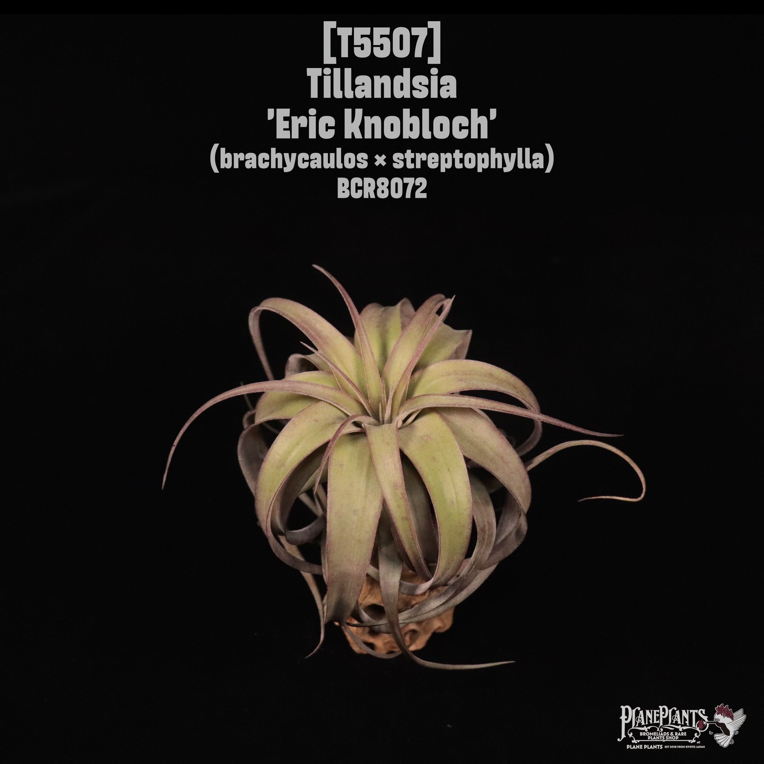 【送料無料】'Eric Knobloch'〔エアプランツ〕現品発送T5507