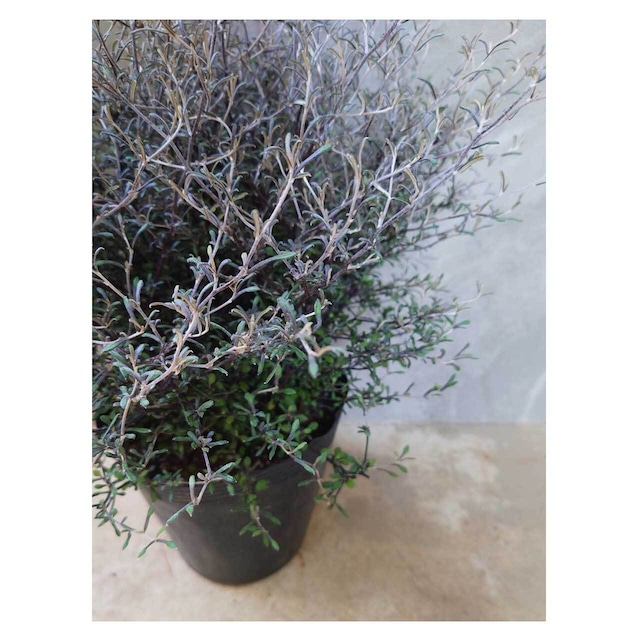 Corokia cotoneaster