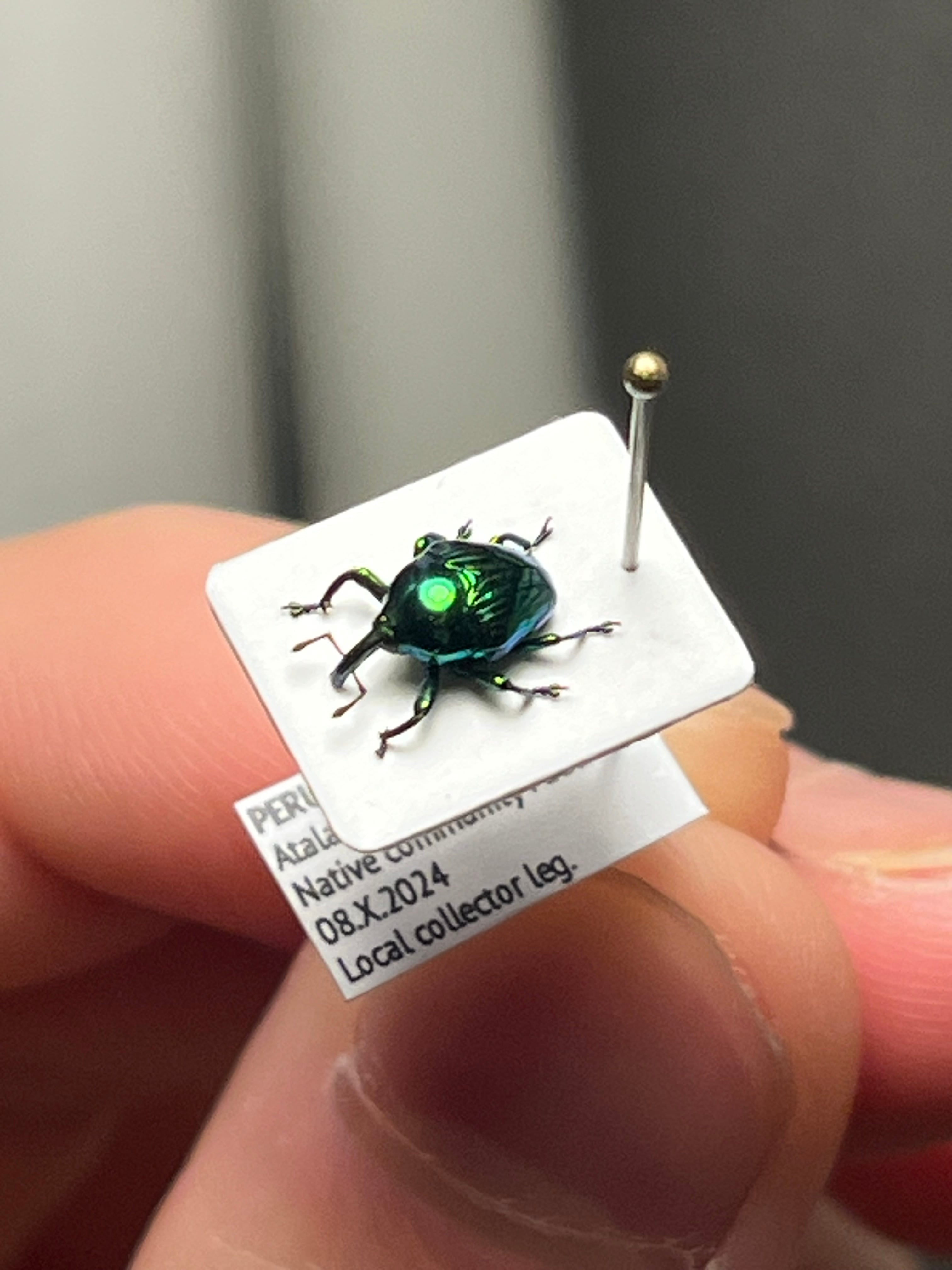 7mm】緑ホウセキヒメカタゾウムシ 目玉！超美麗種 Eurhinus sp. 大粒